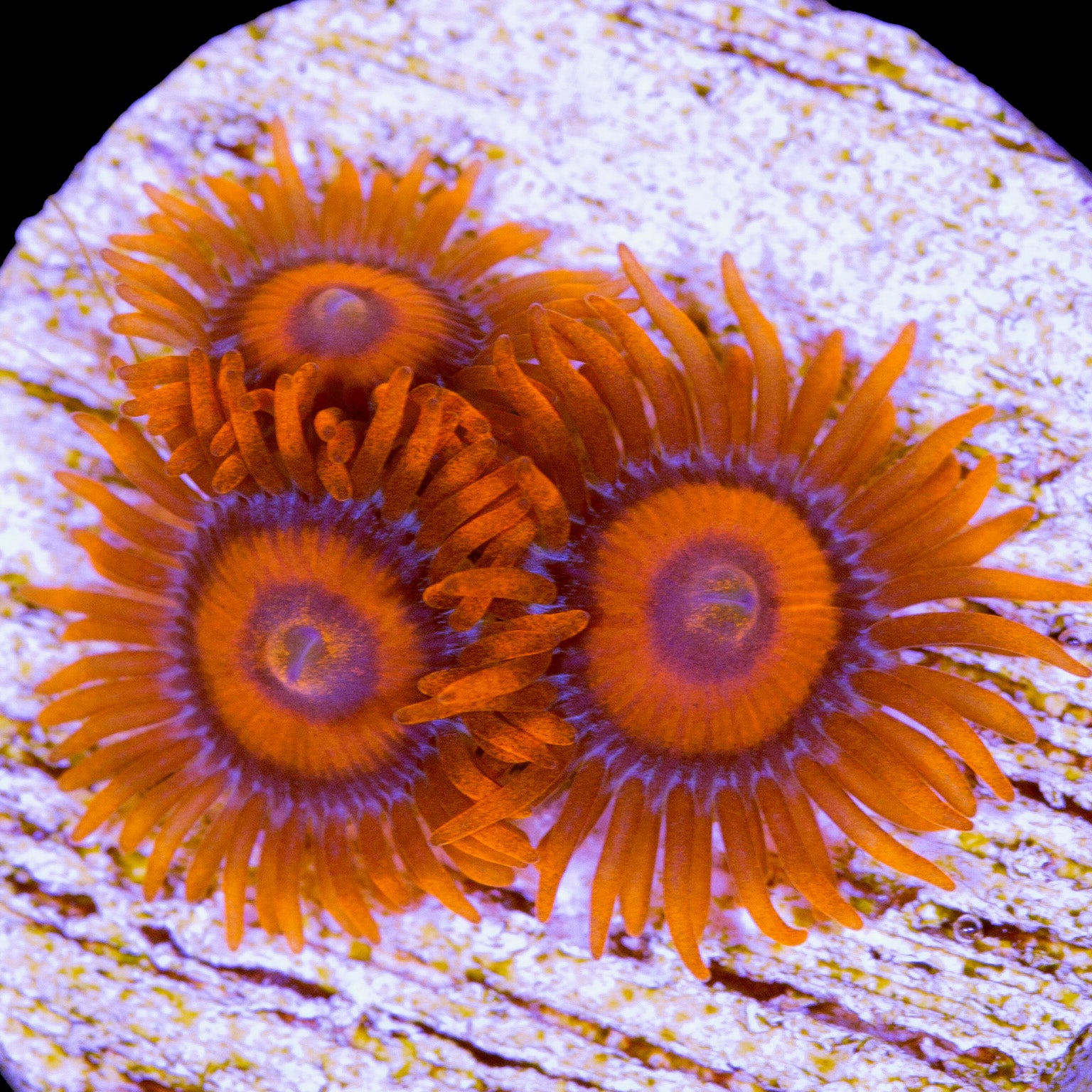 Orange Oxide Zoanthids