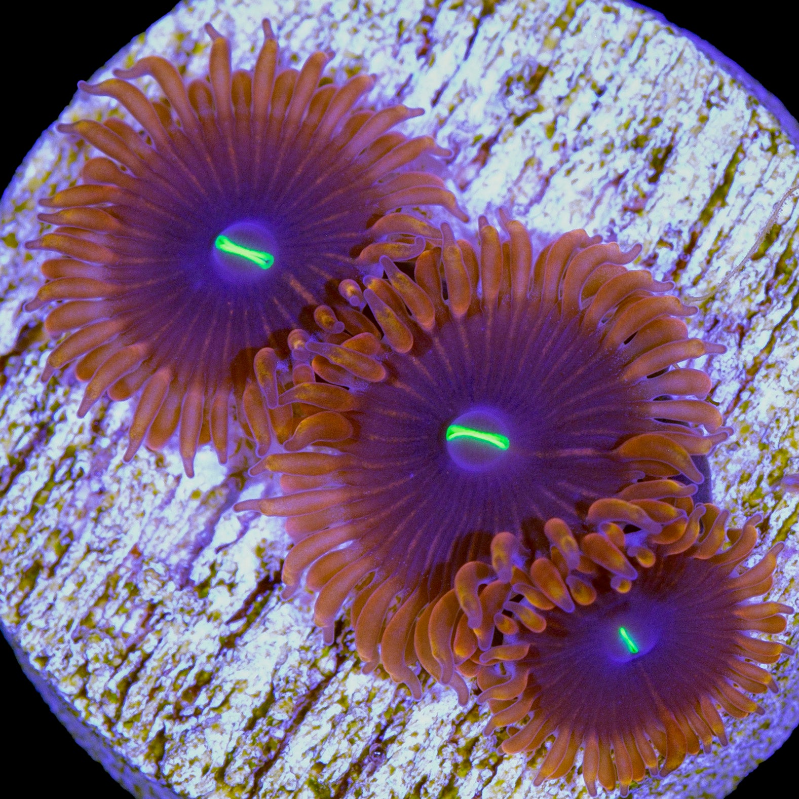 Red People Eater Zoanthids