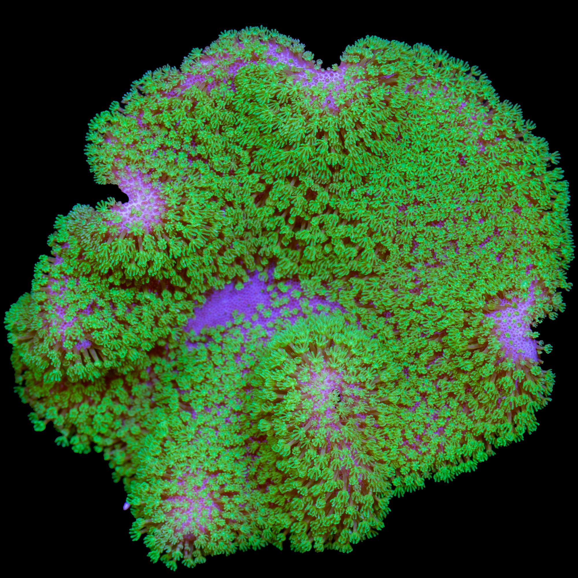 Neon Green Toadstool Leather Coral