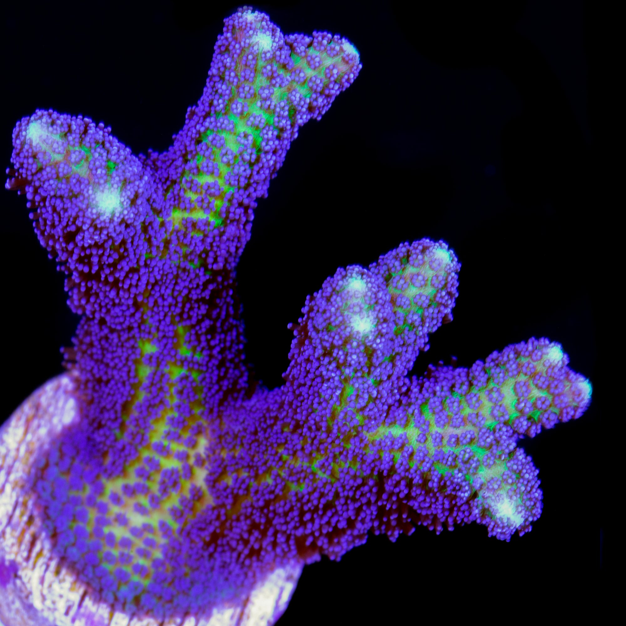 Bird of Paradise Coral