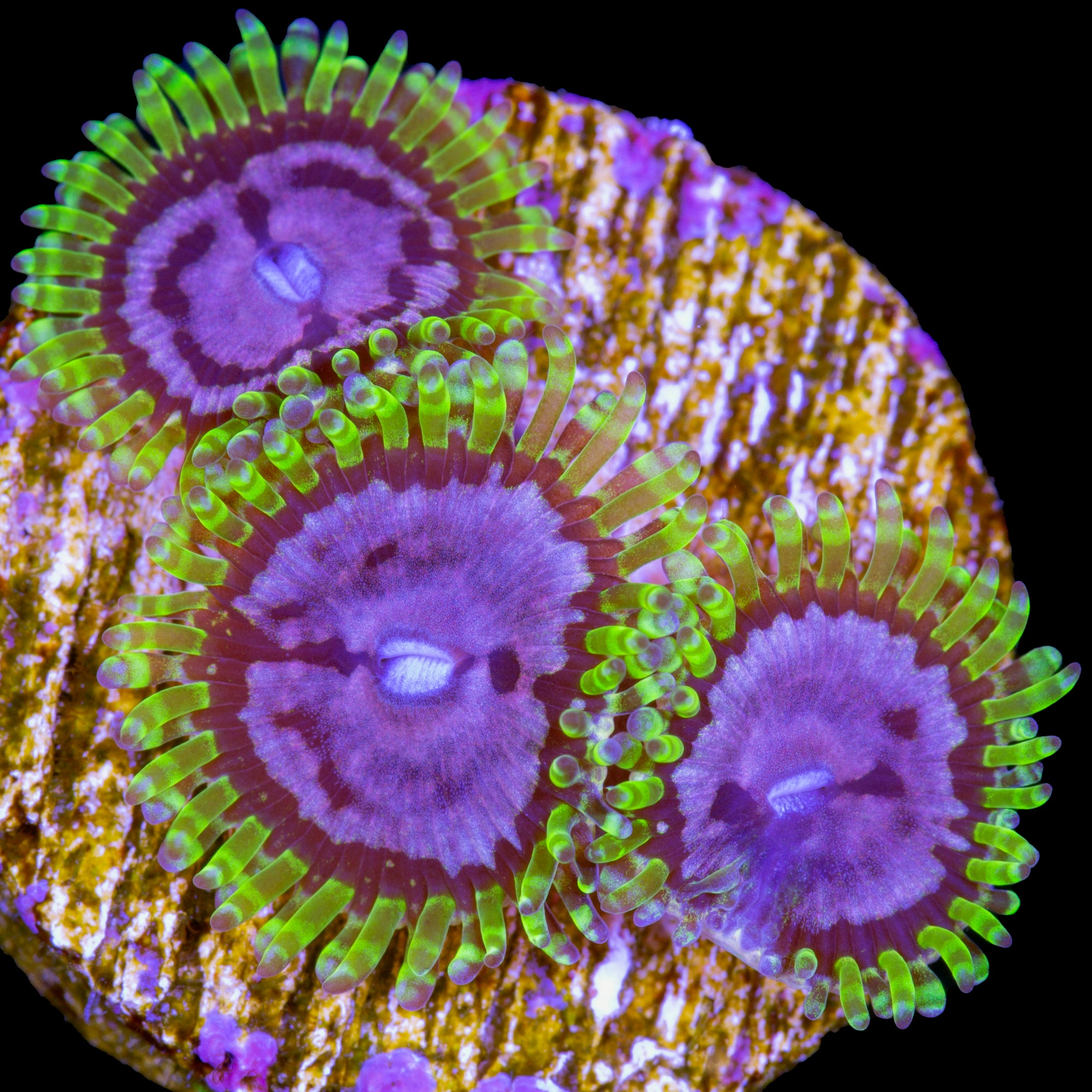 Purple Monster Zoanthids