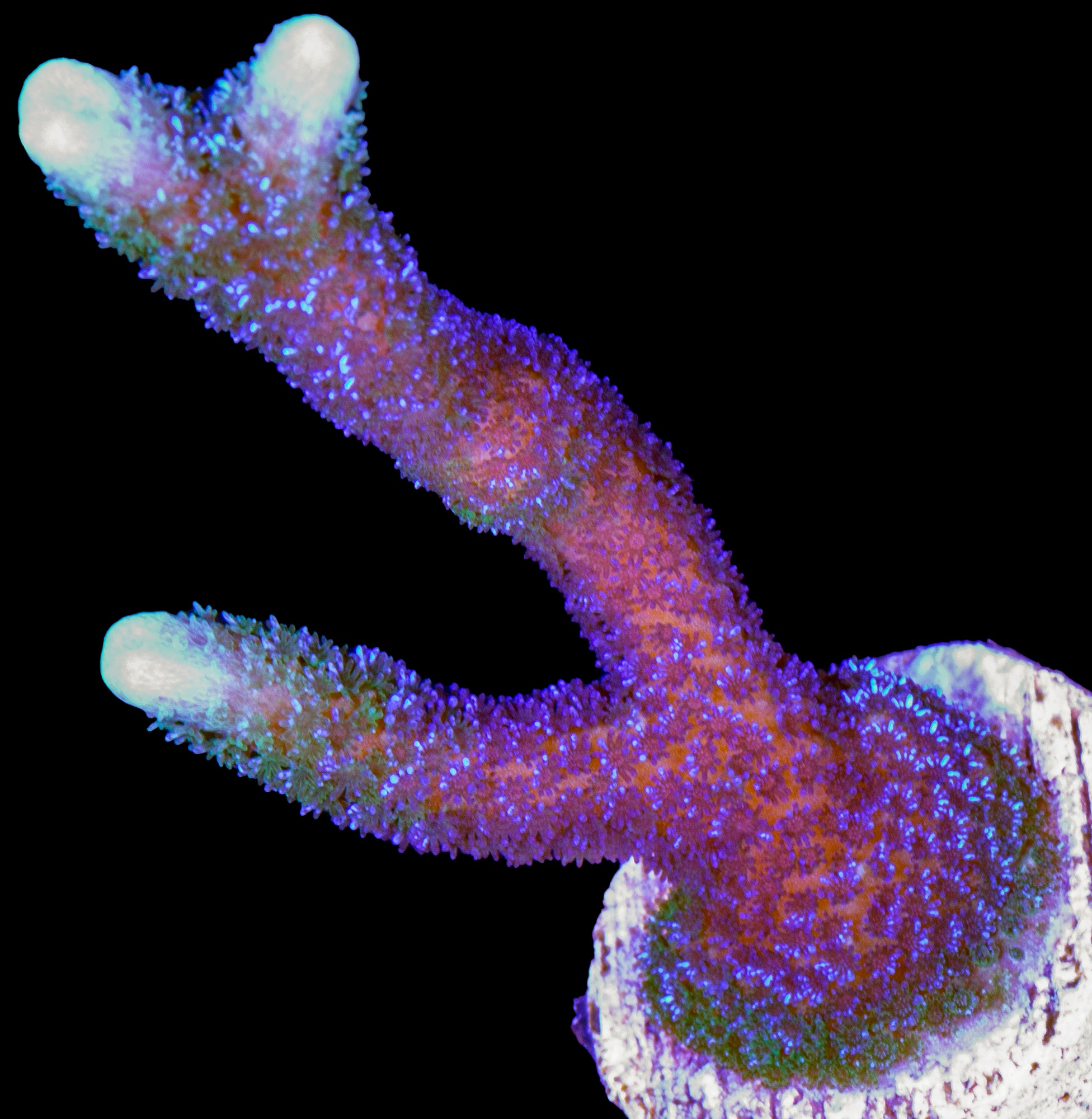 Blue Polyp Montipora Digitata Coral