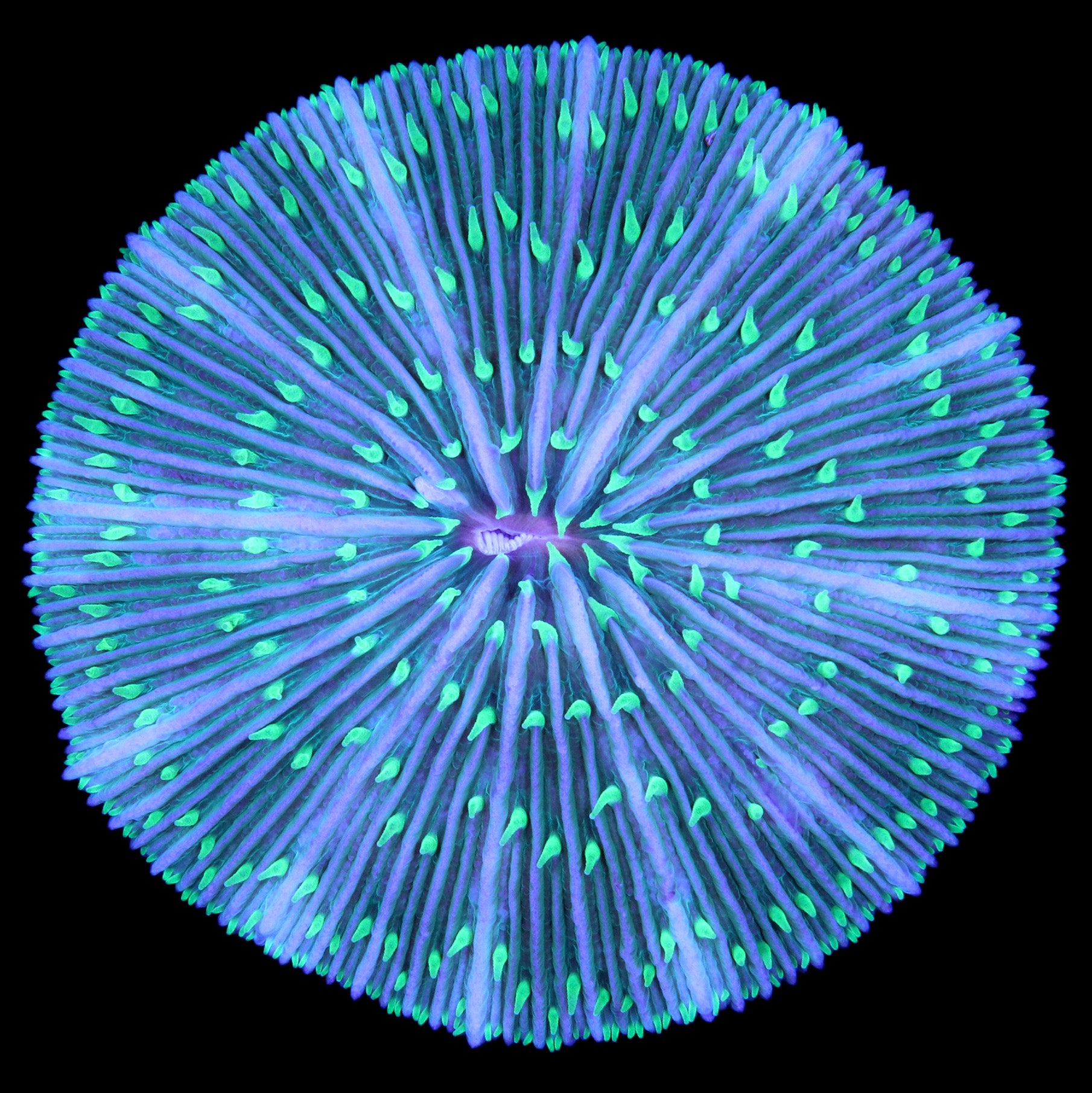 Ultra Aussie Fungia Plate Coral