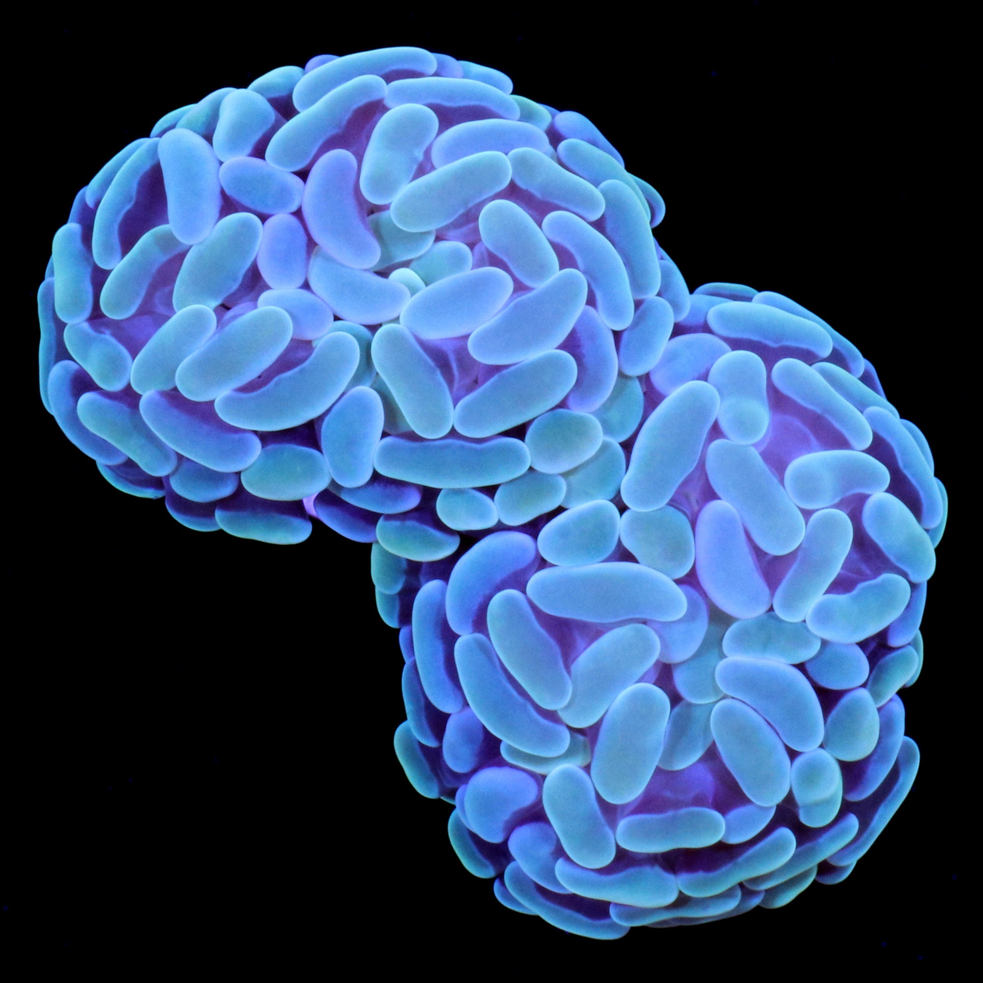 Green Branching Hammer Coral