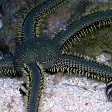 Green Brittle Starfish