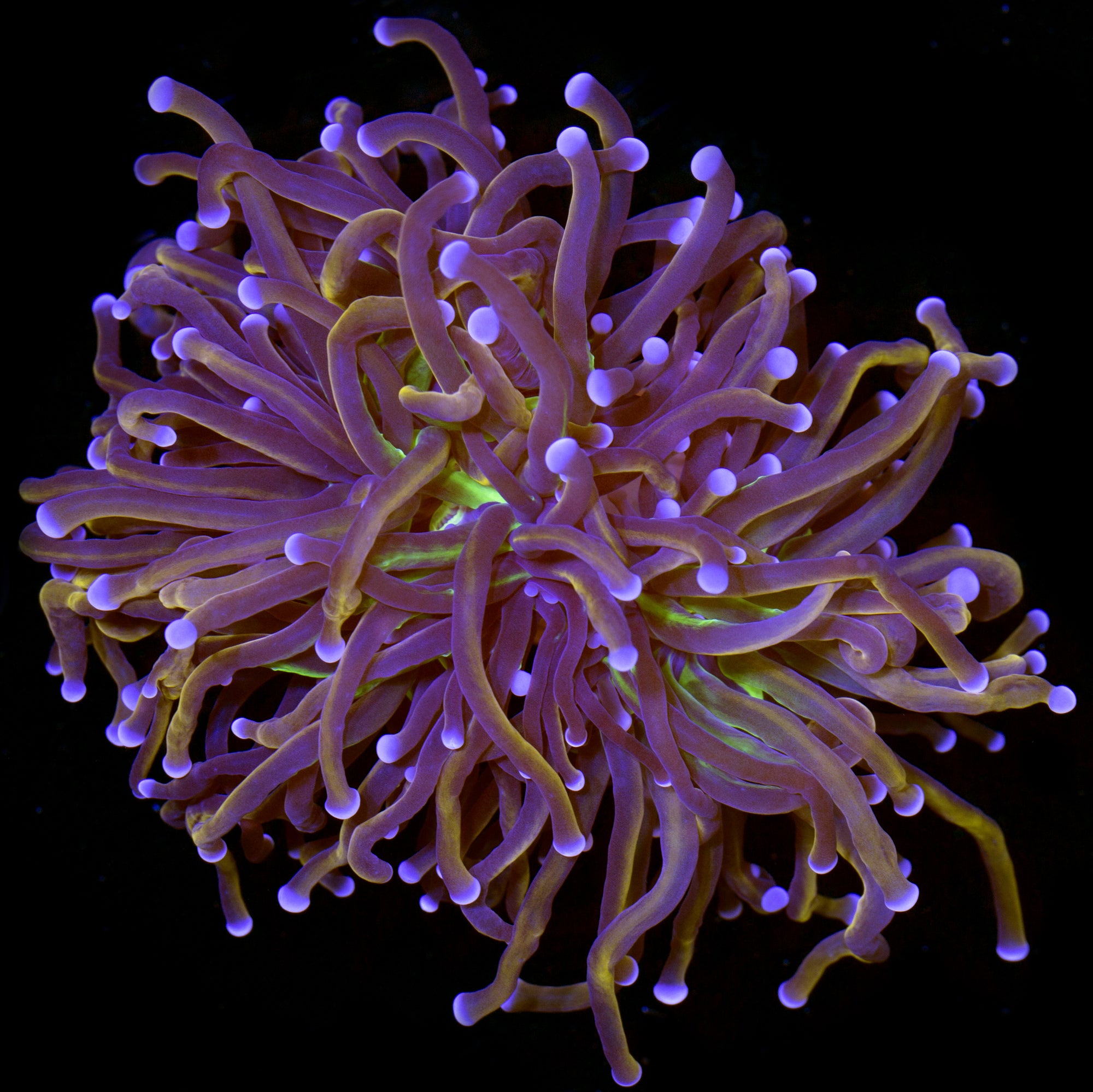 Green Center Indonesian Gold Torch Coral