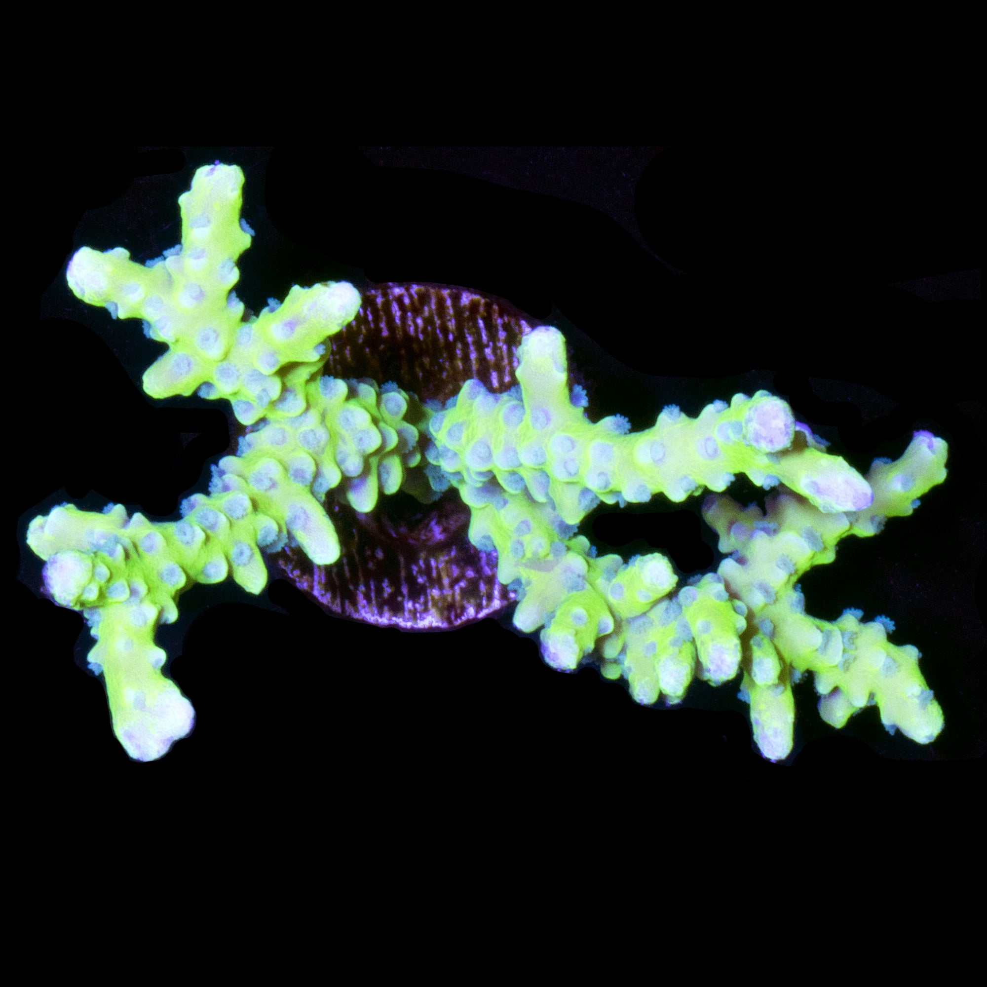 Green Goblin Anacropora Coral