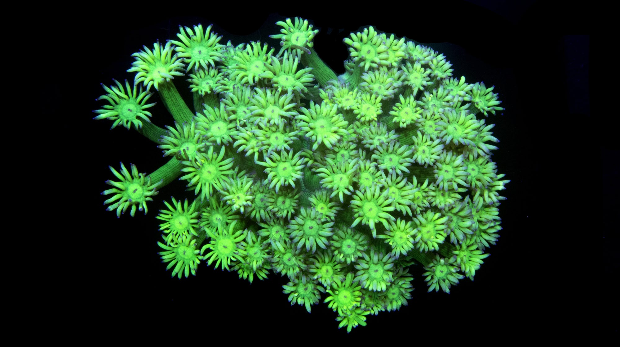 Toxic Green Goniopora Coral Colony