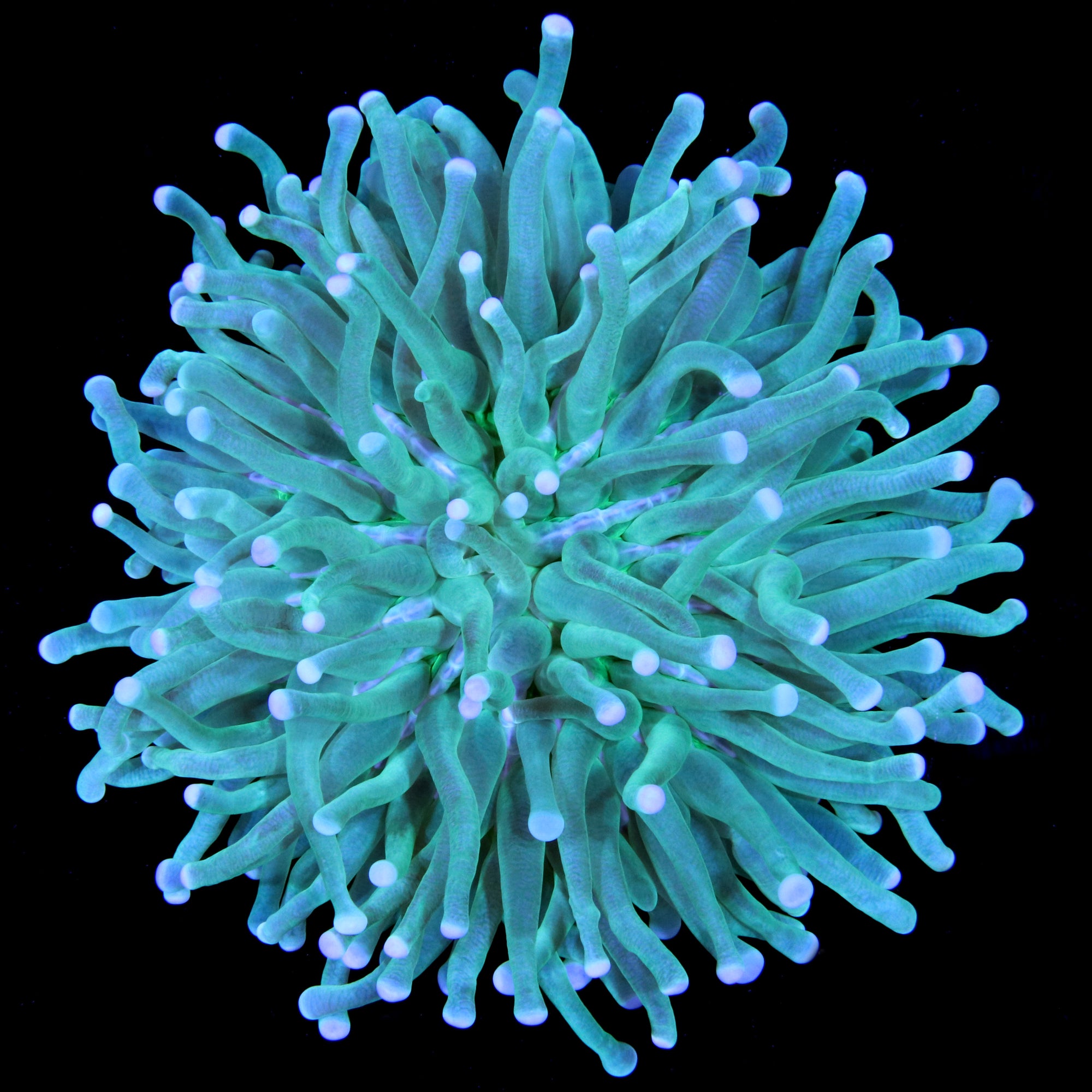 Green Long Tentacle Plate Coral