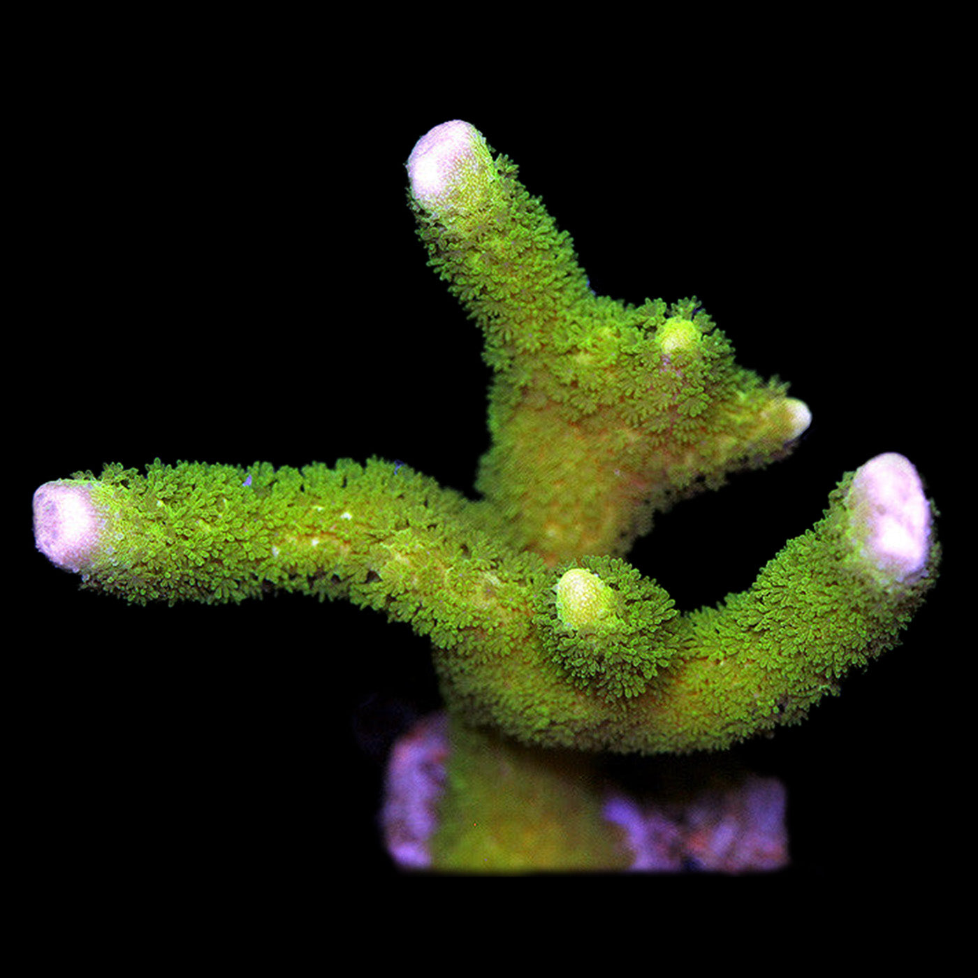 Green Montipora Digitata Coral