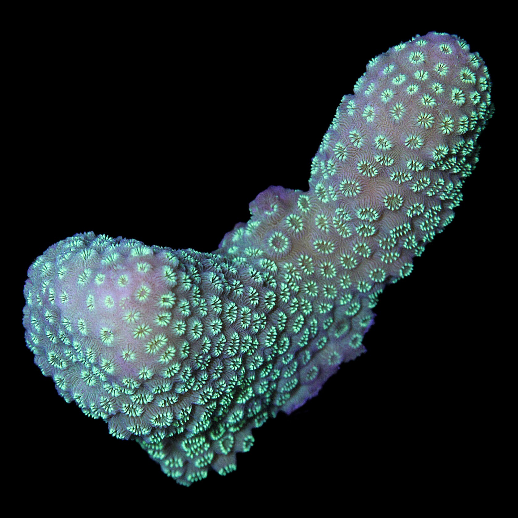 Green Pavona Maldivensis Coral