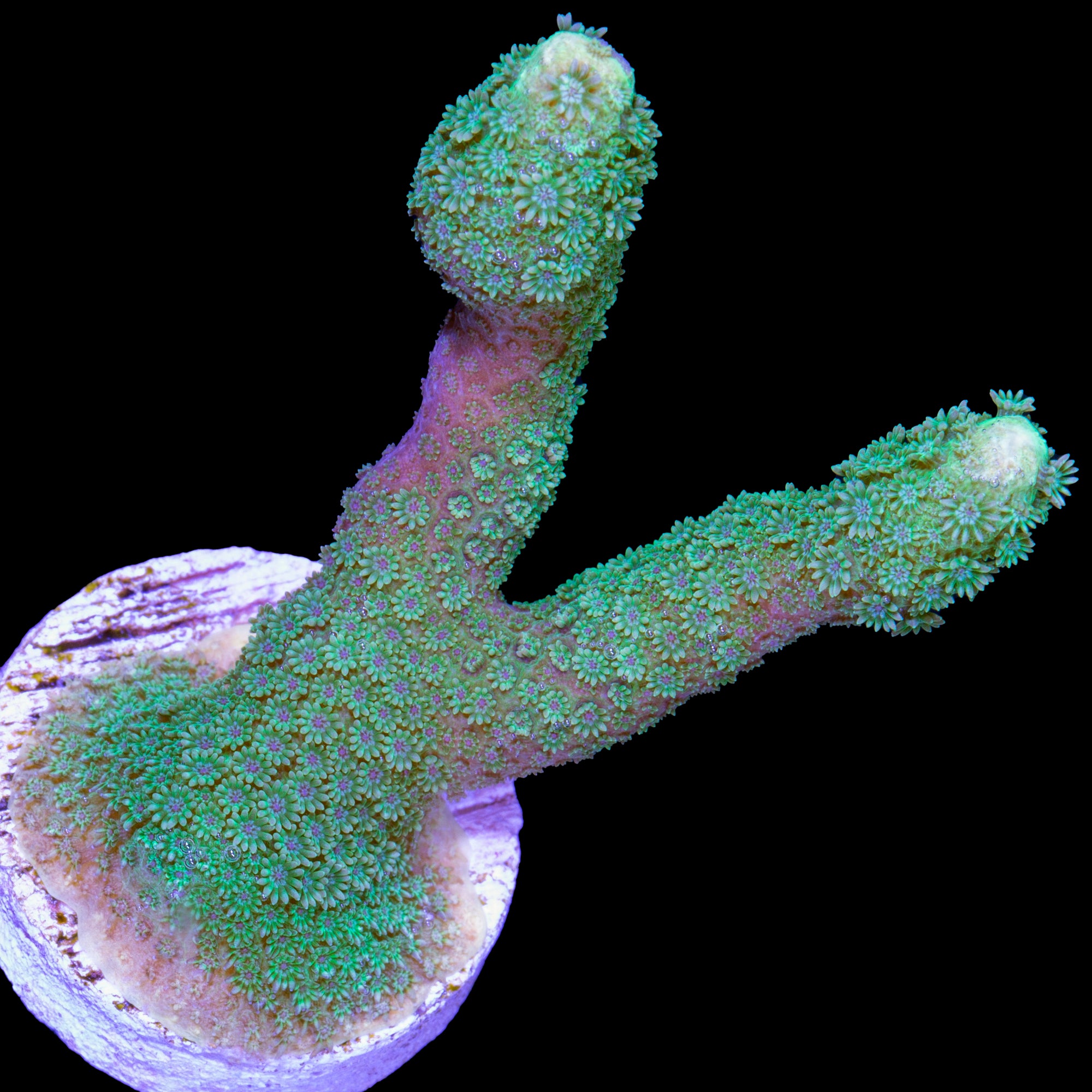 Green Branching Porites Coral