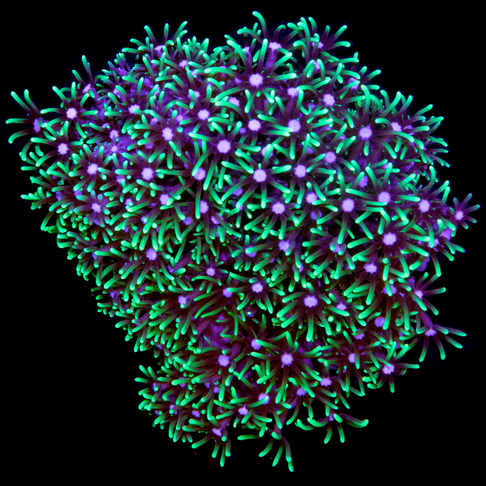 Fluorescent Green Star Polyps