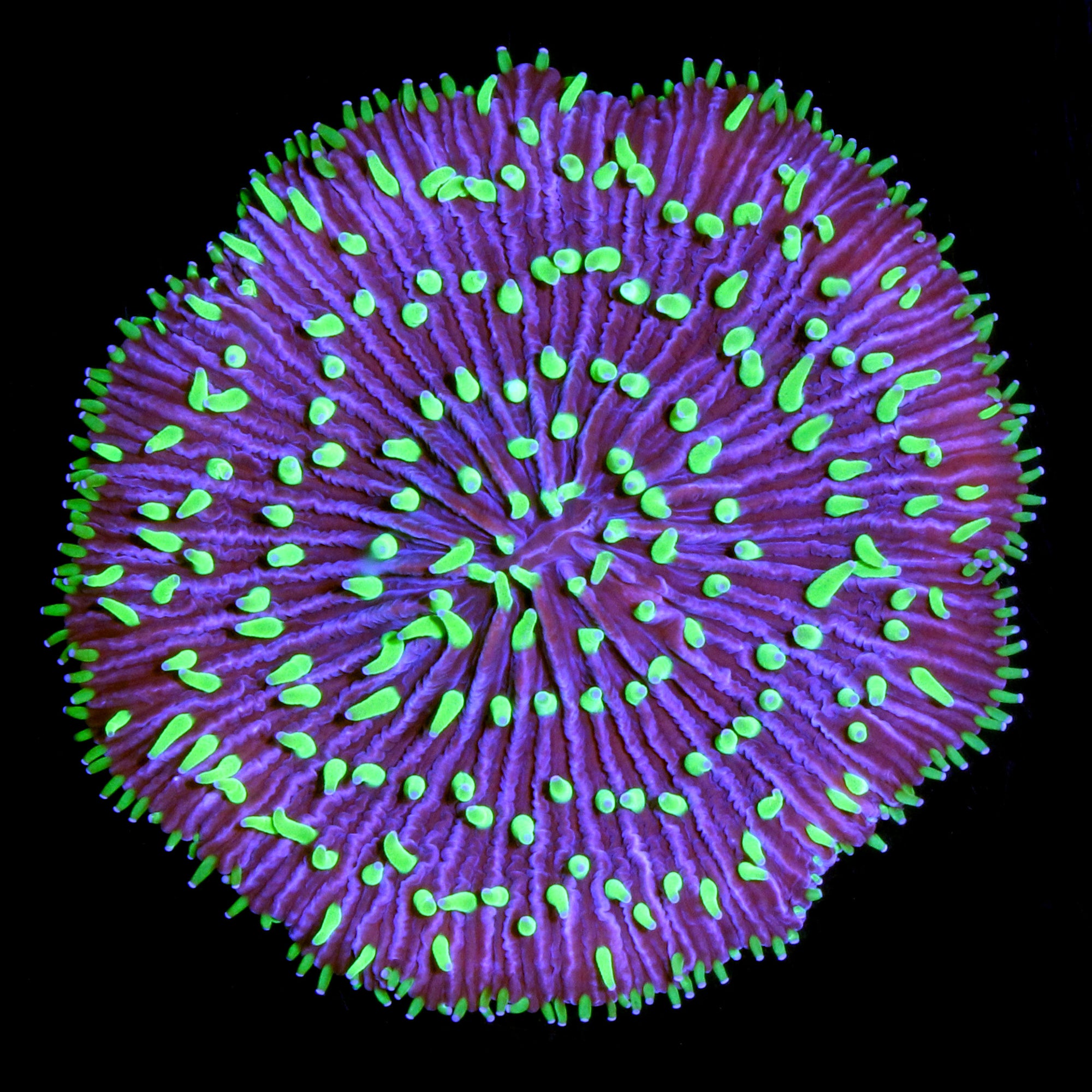 Ultra Aussie Fungia Plate Coral