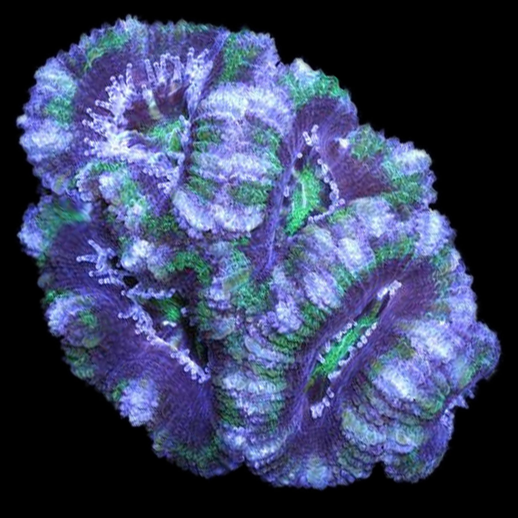 Aussie Hulk Micromussa Lord Coral