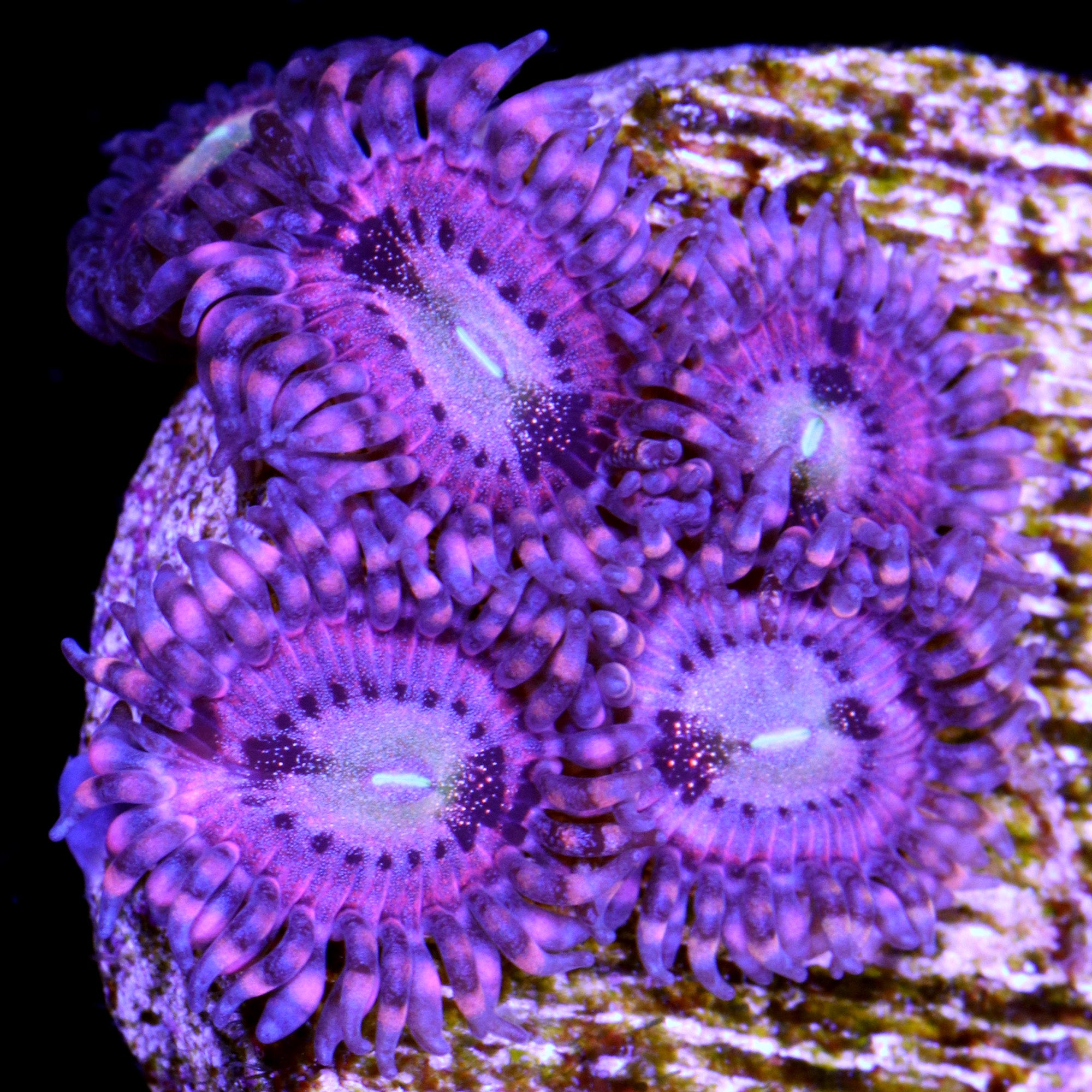 Vivid's Pretty in Pink Zoanthids