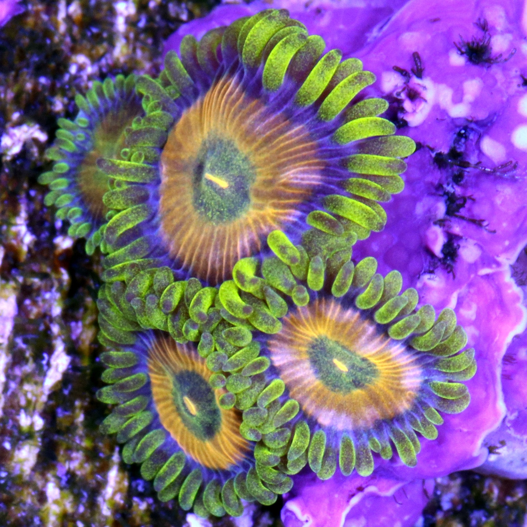Sponge Bob Zoanthid Coral