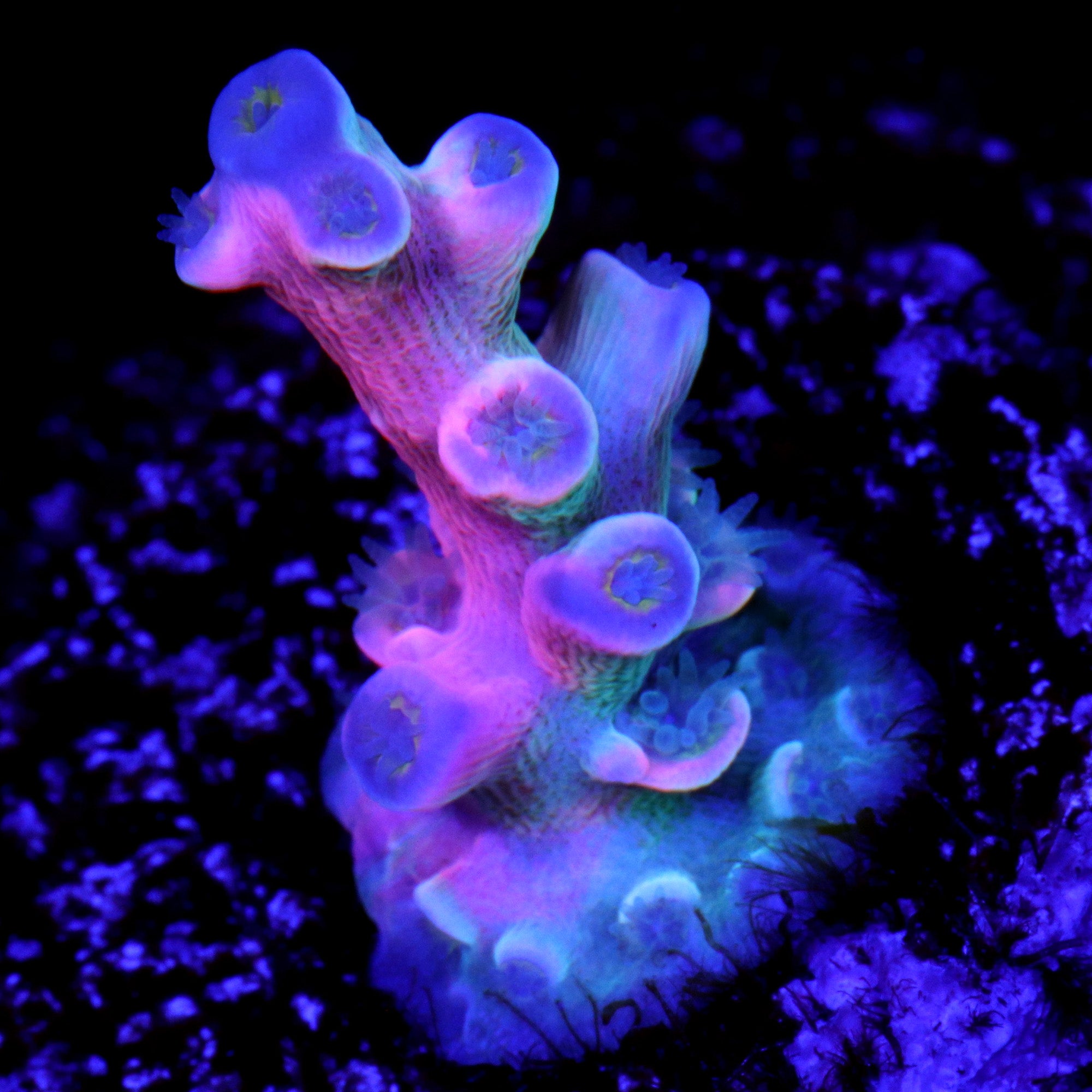 Vivid's Insanity Acropora Coral