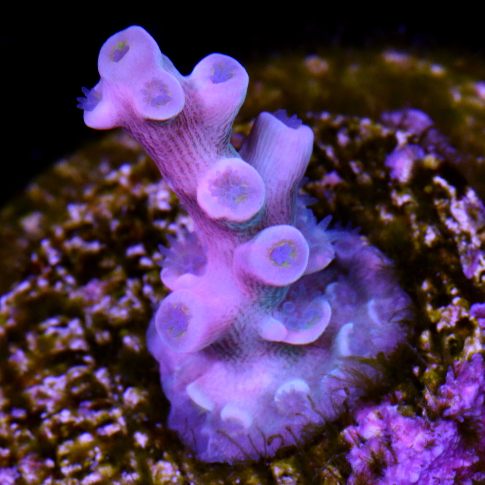 Vivid's Insanity Acropora Coral