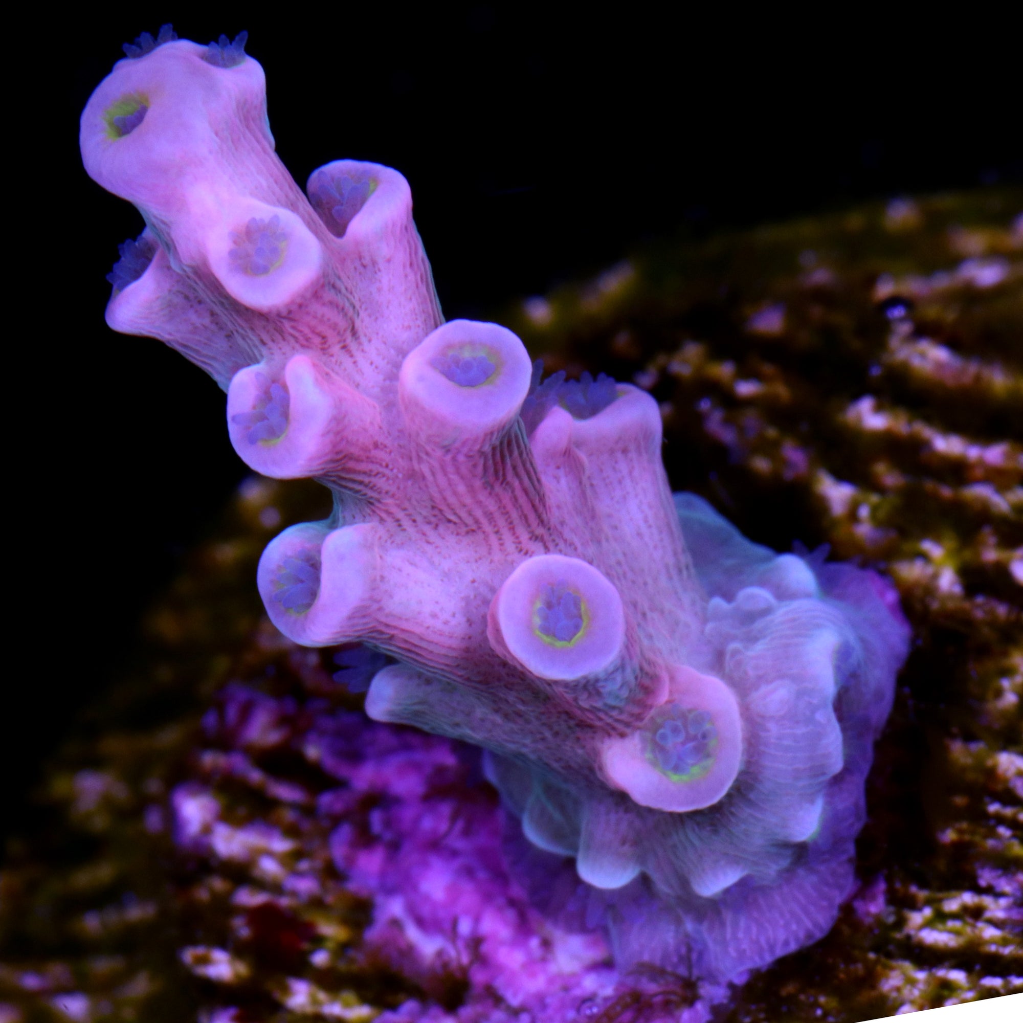 Vivid's Insanity Acropora Coral