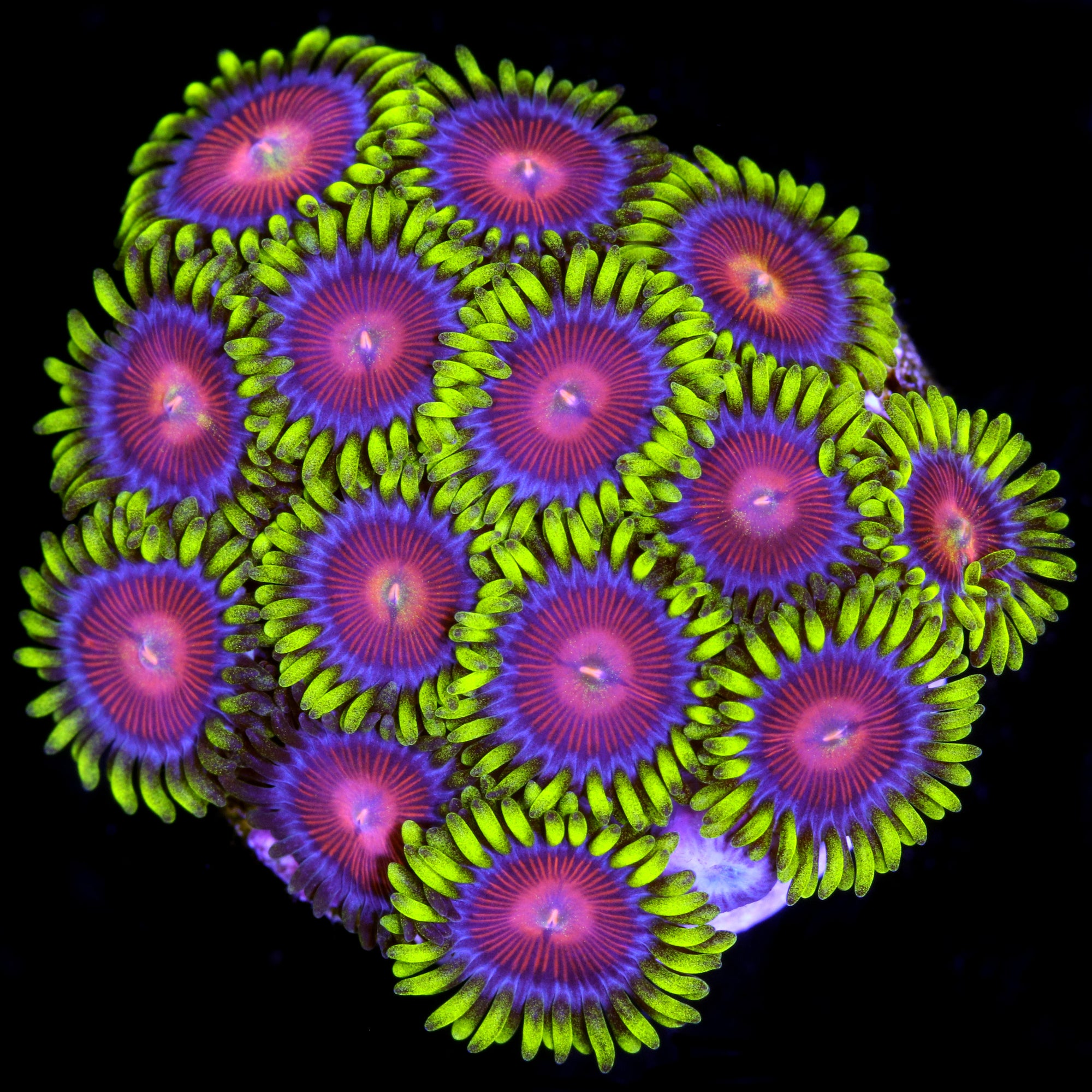 Iron Man Zoanthids