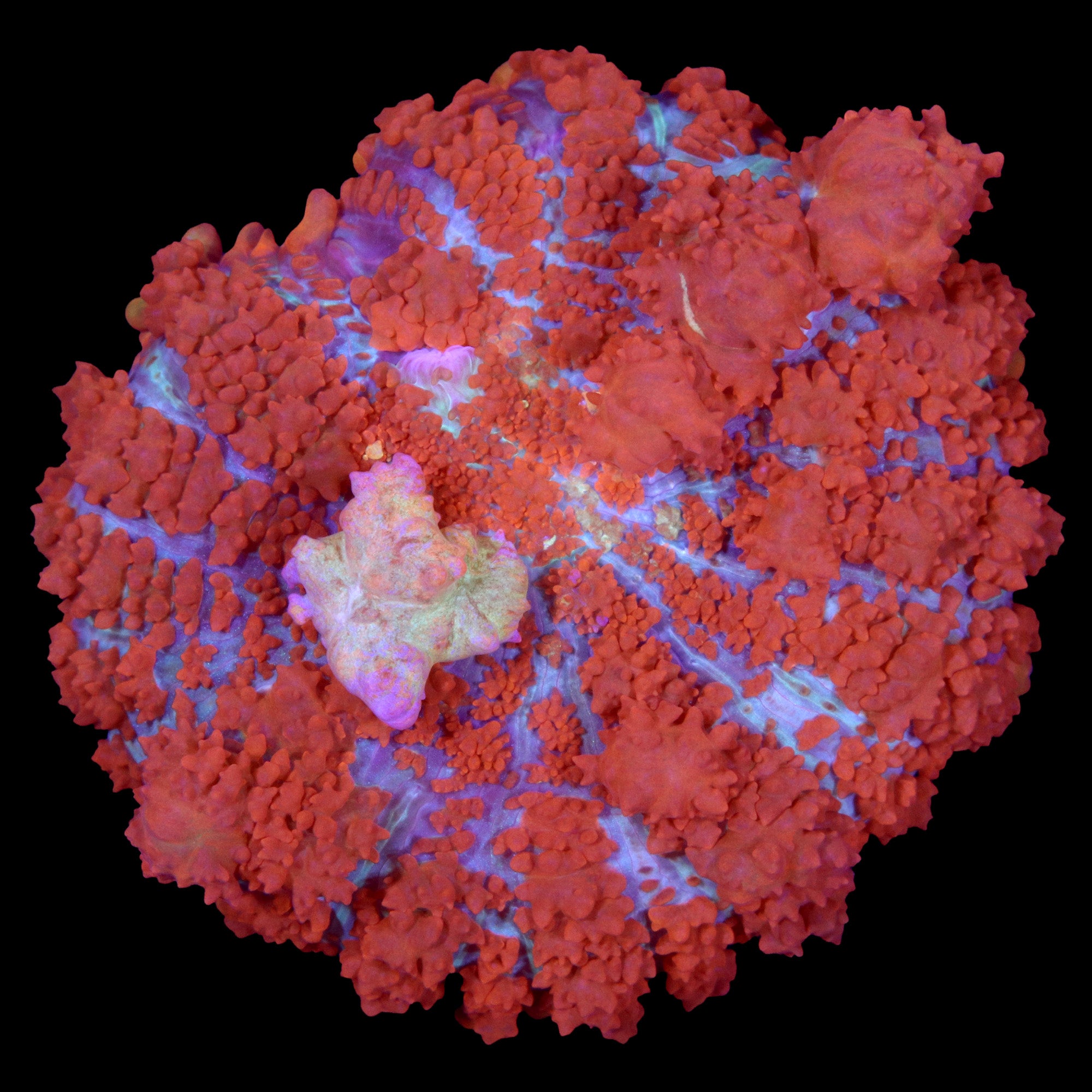 JF Raunchy Red Bounce Mushroom Coral