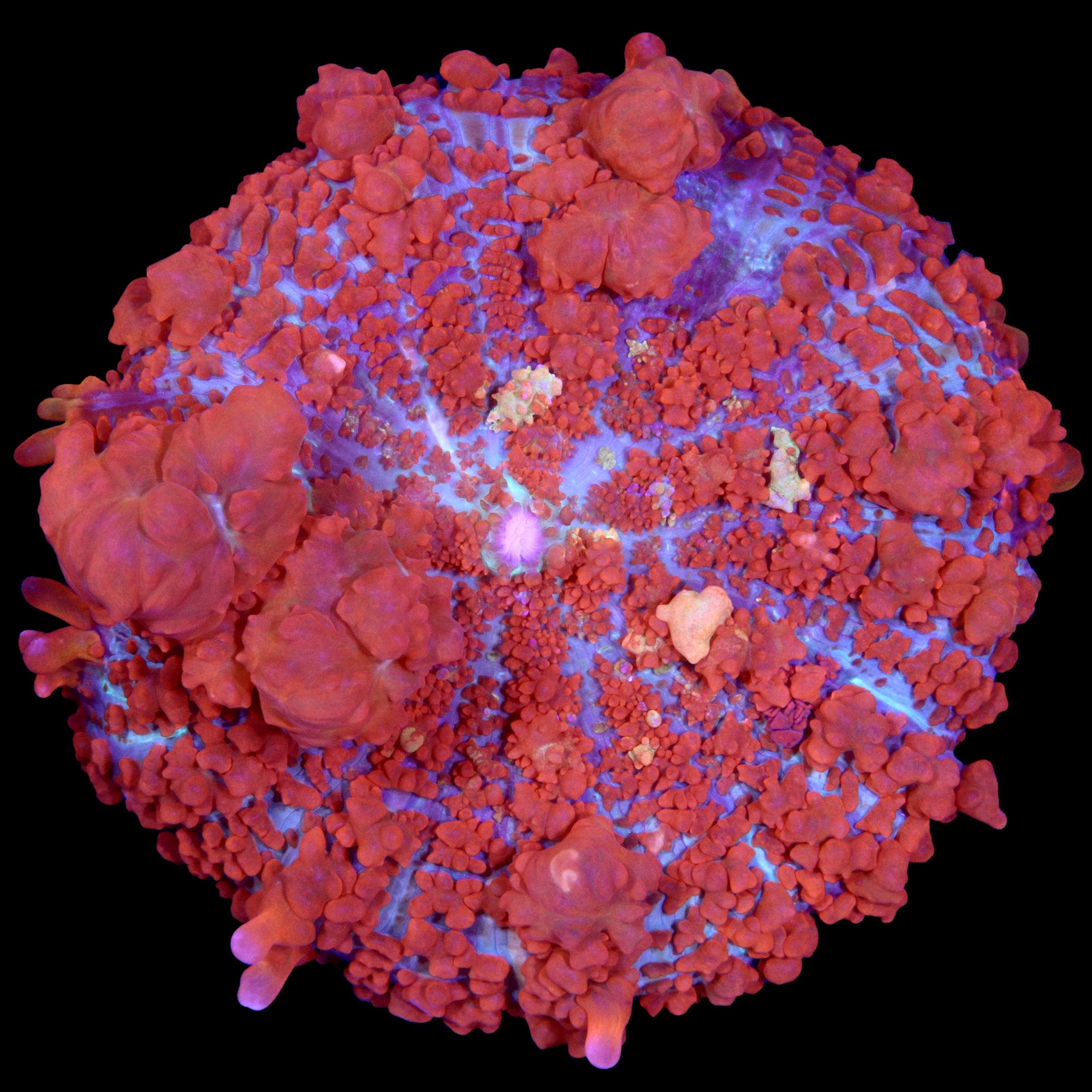 JF Raunchy Red Bounce Mushroom Coral