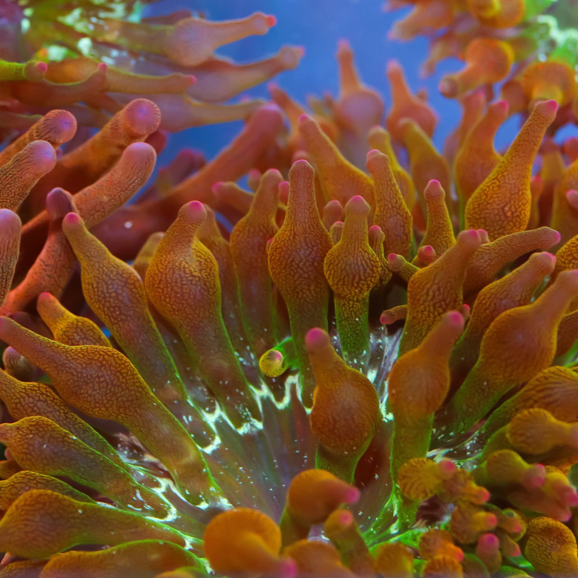 Mini Rose Bubble Anemone