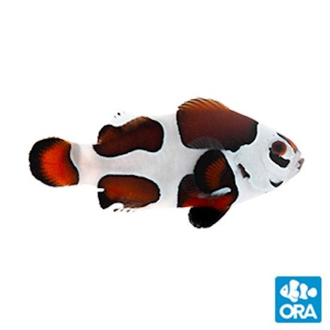 ORA Mocha Storm Ocellaris Clownfish - Captive Bred