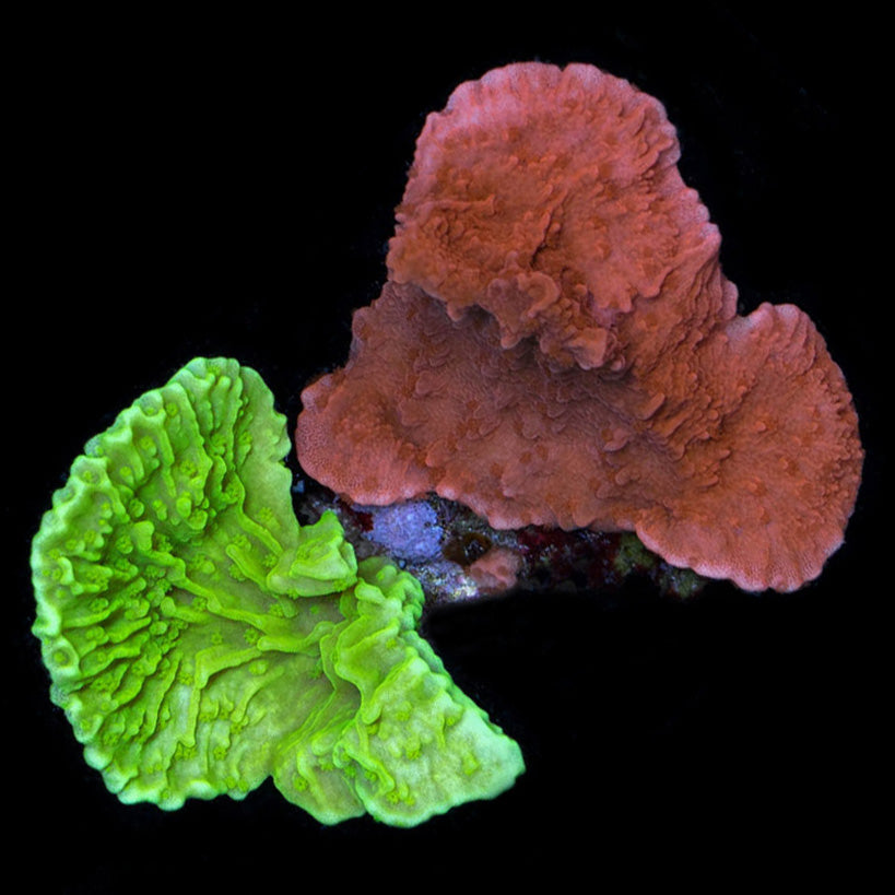 Montipora Capricornus Coral Combo