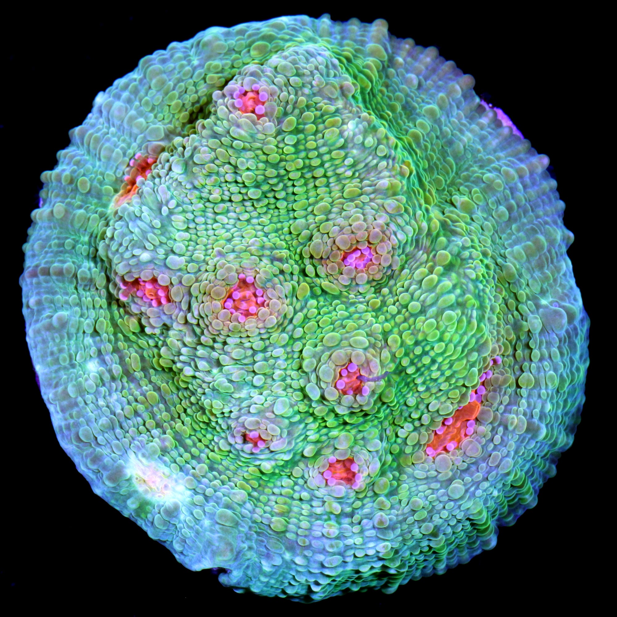 Mummy Eye Echinophyllia Chalice Coral