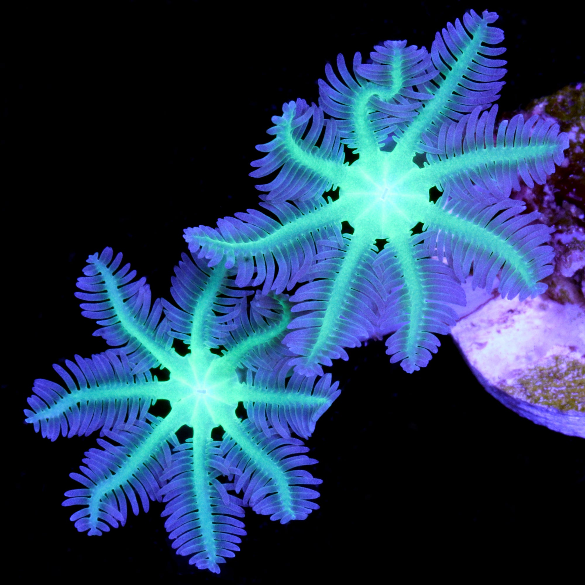 Neon Clove Polyps