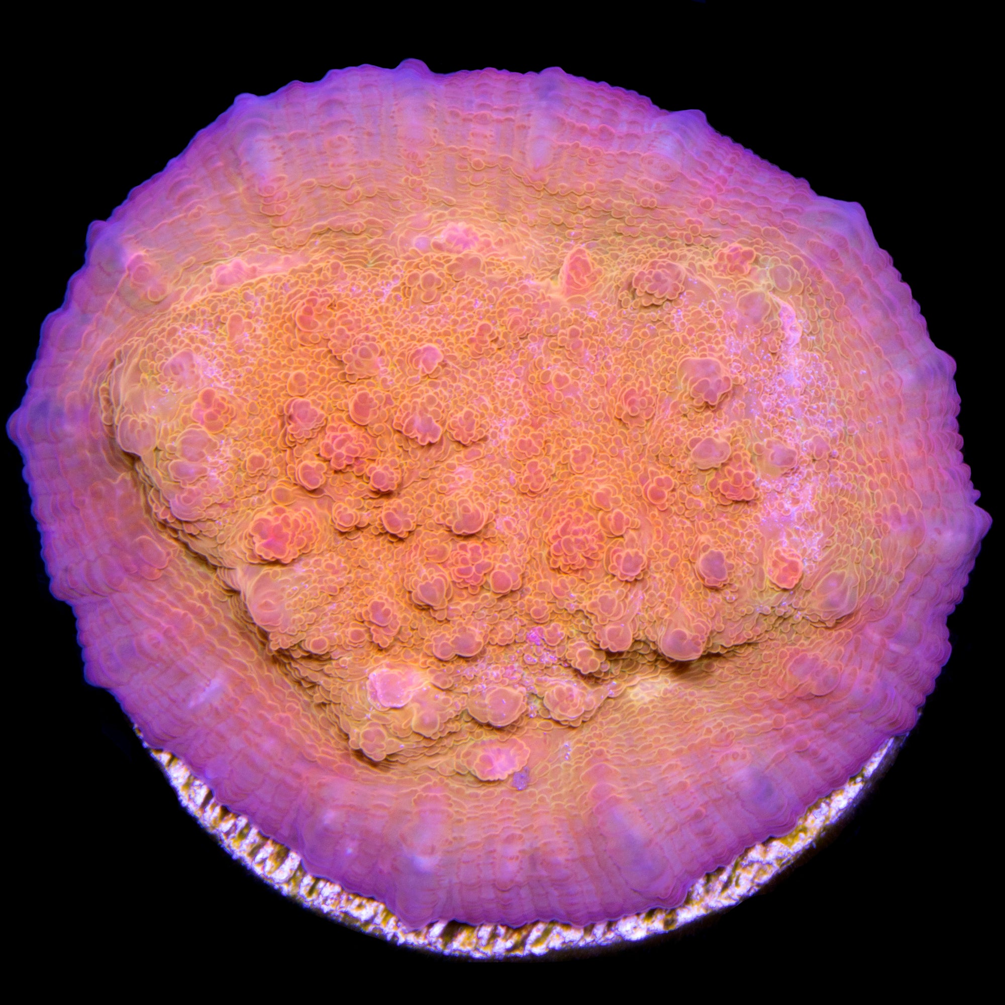 Orange Dream Echinophyllia Coral
