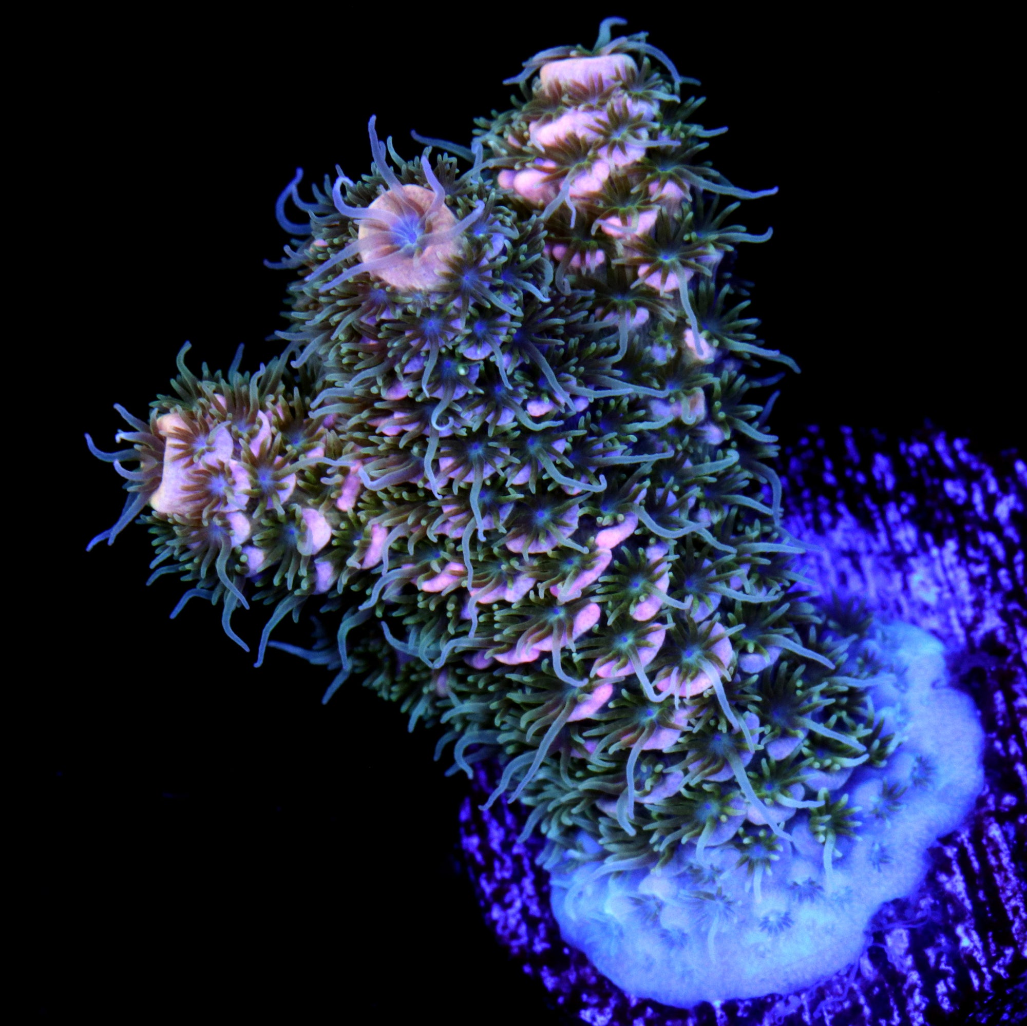 Peach Millepora Coral