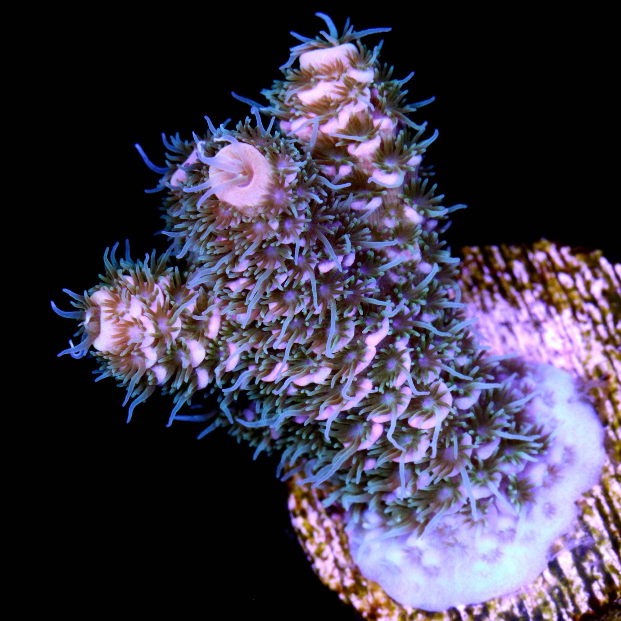 Peach Millepora Acropora Coral
