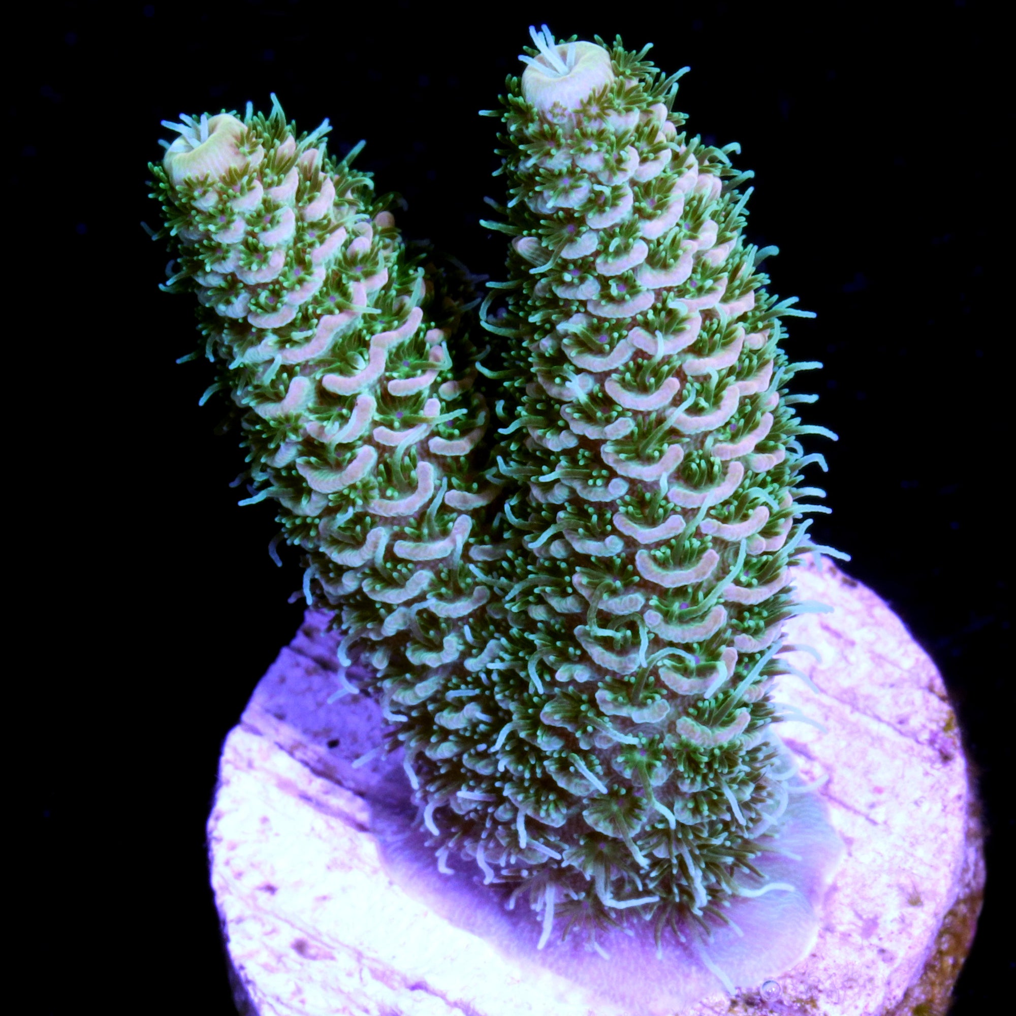 Peach Millepora Acropora Coral