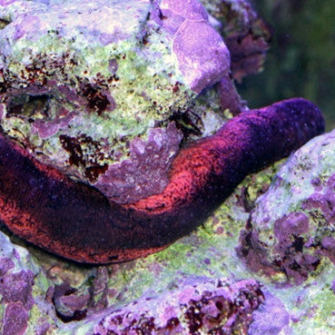 Pink & Black Sea Cucumber