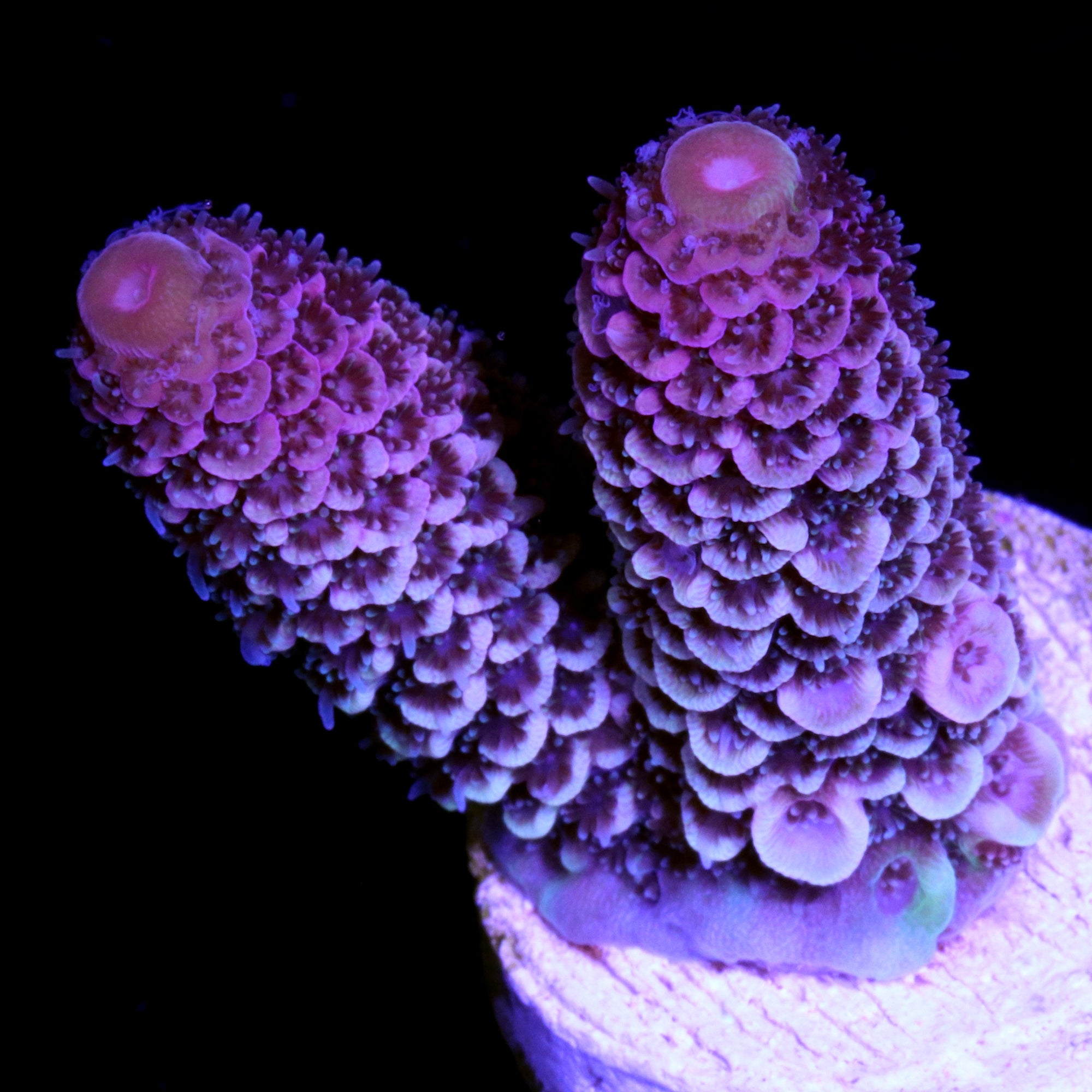 Pink Spathulata Acropora Coral