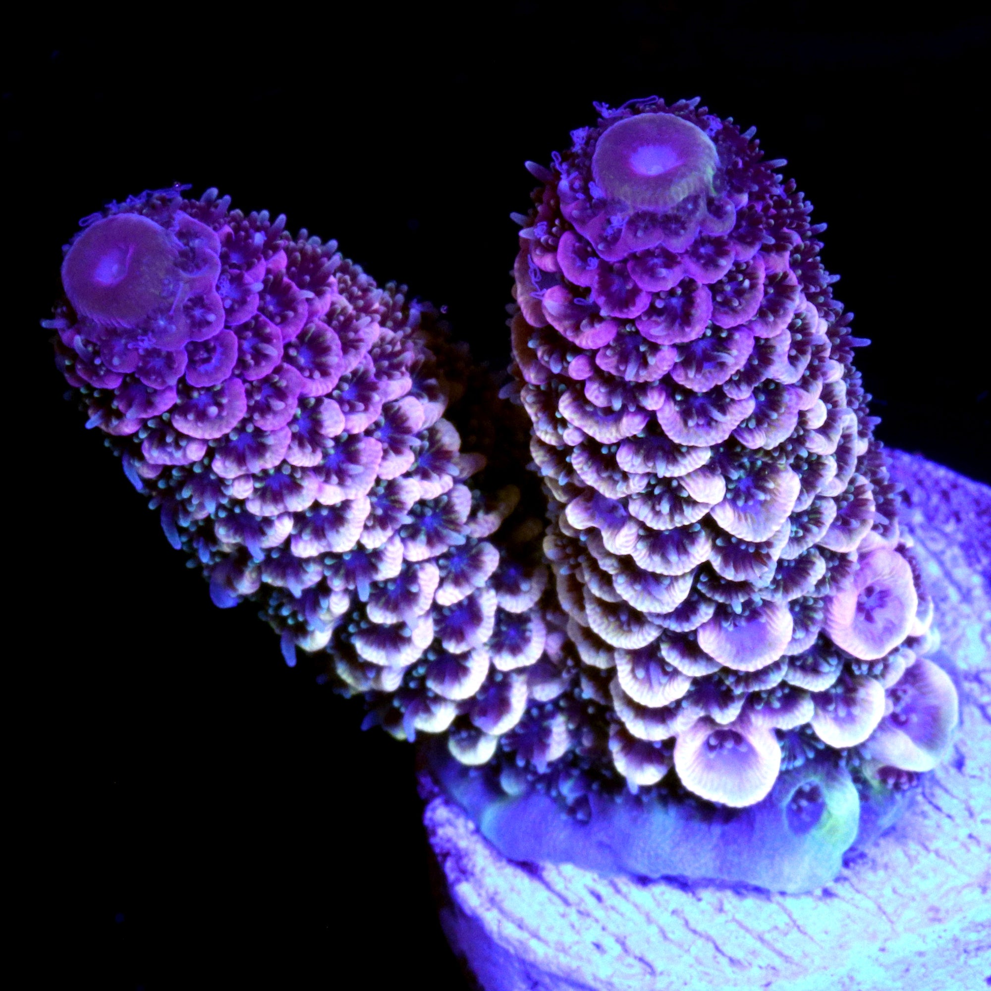 Pink Spathulata Acropora Coral
