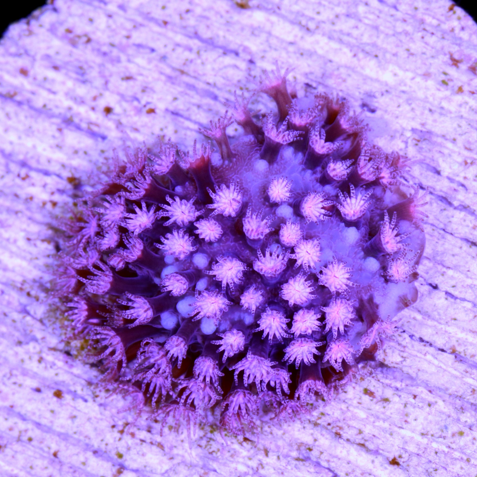 Pink Starburst Stylocoeniella Coral