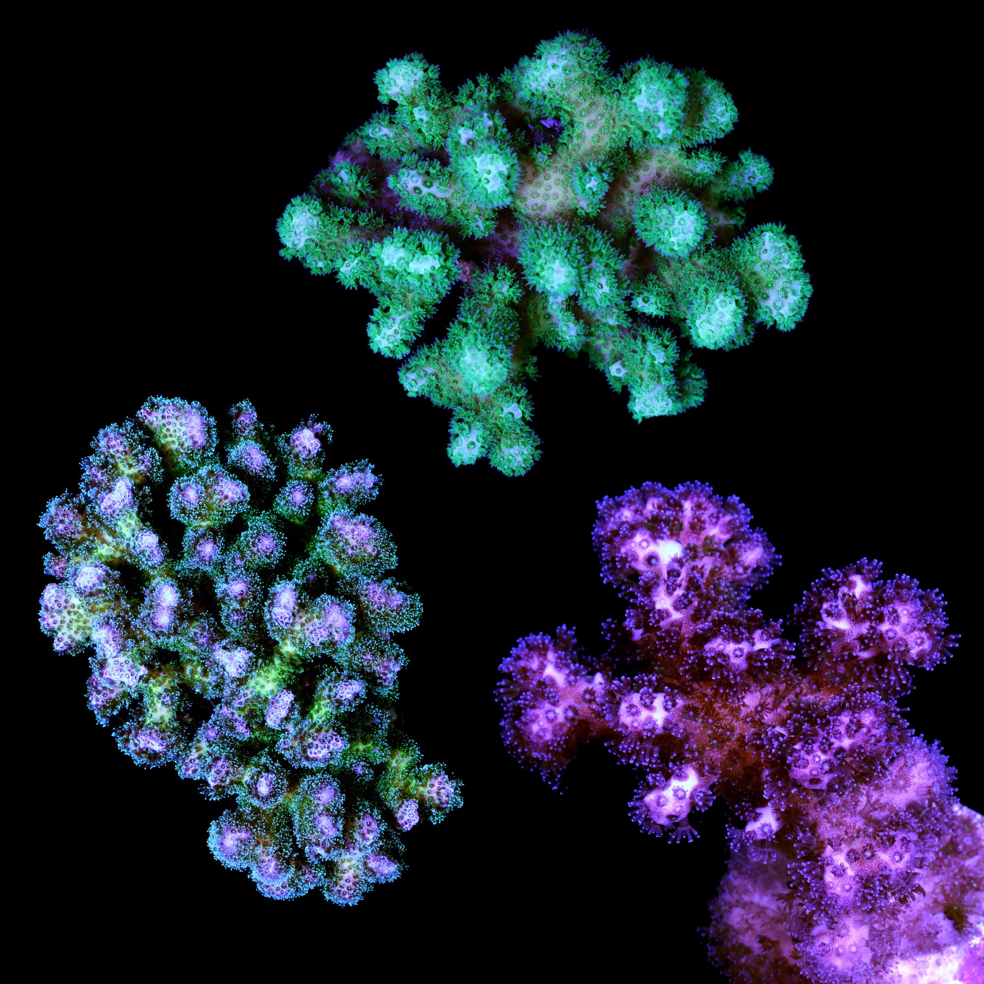 Assorted Pocillopora Coral Frag Pack