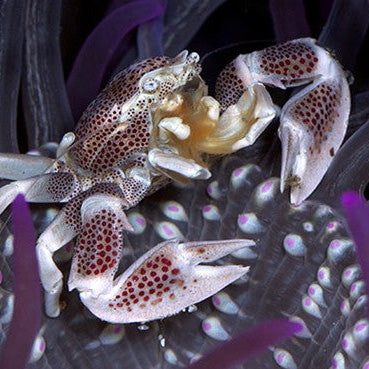 Porcelain Anemone Crab