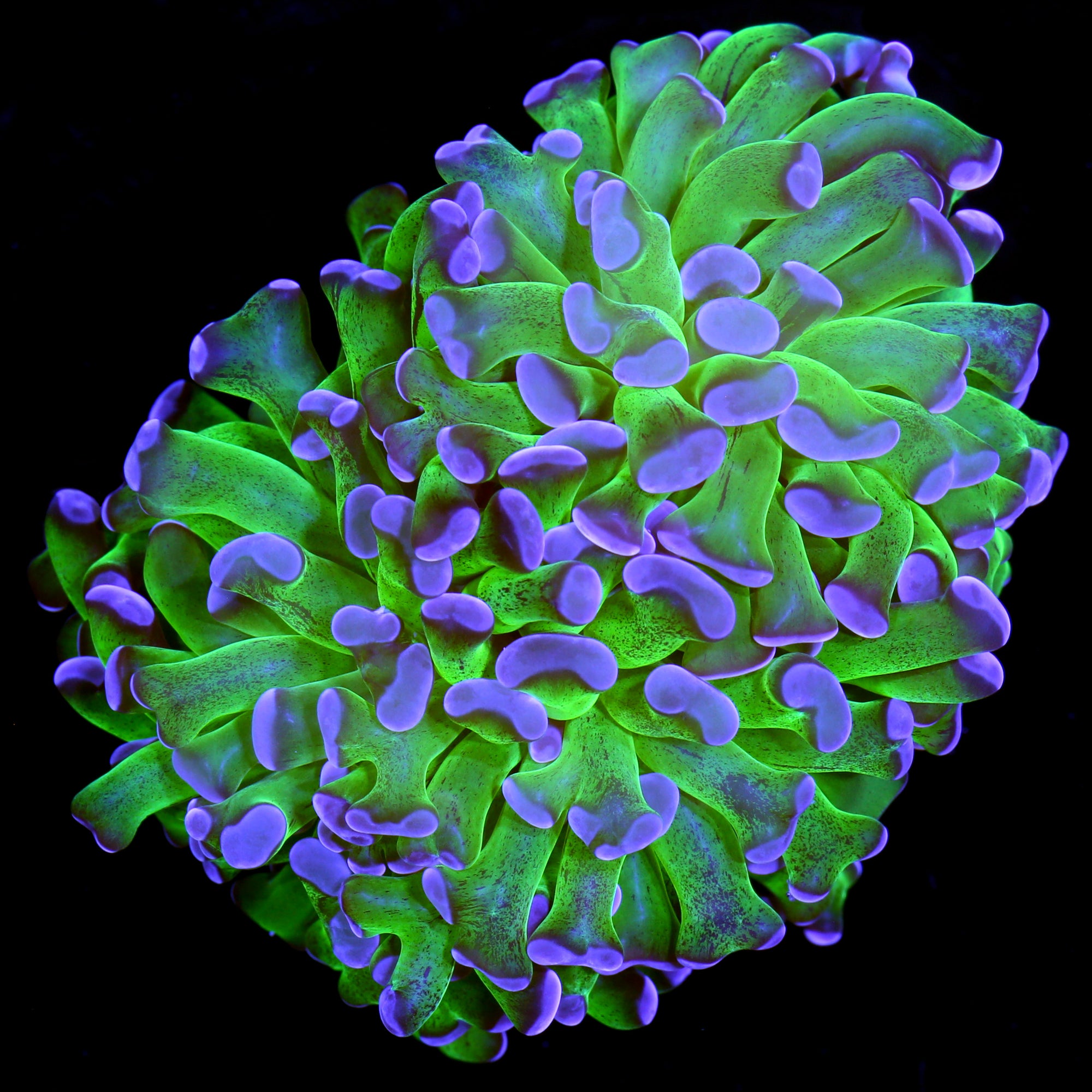Purple & Green Branching Hammer Coral