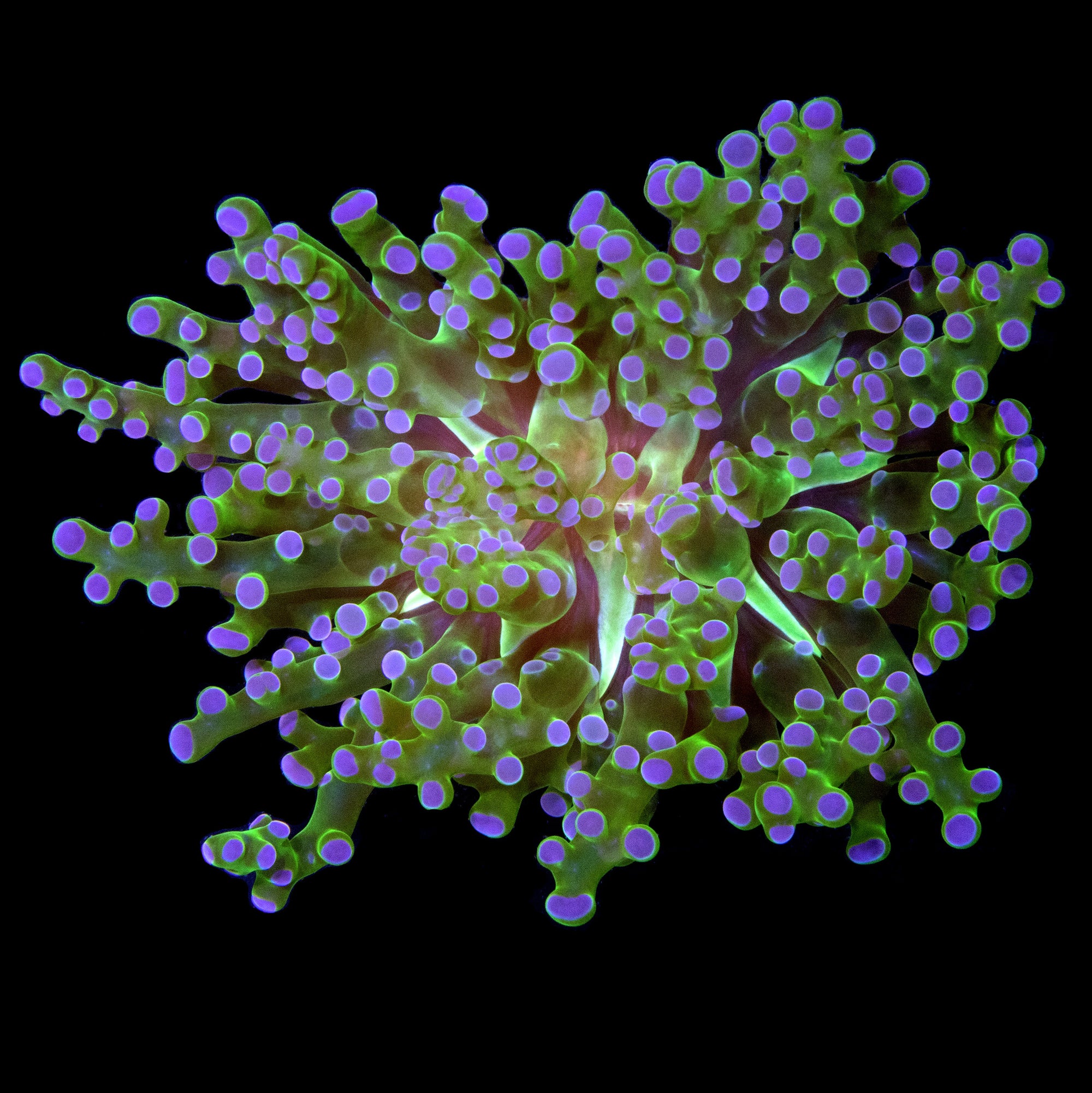 Purple Tip Frogspawn Coral