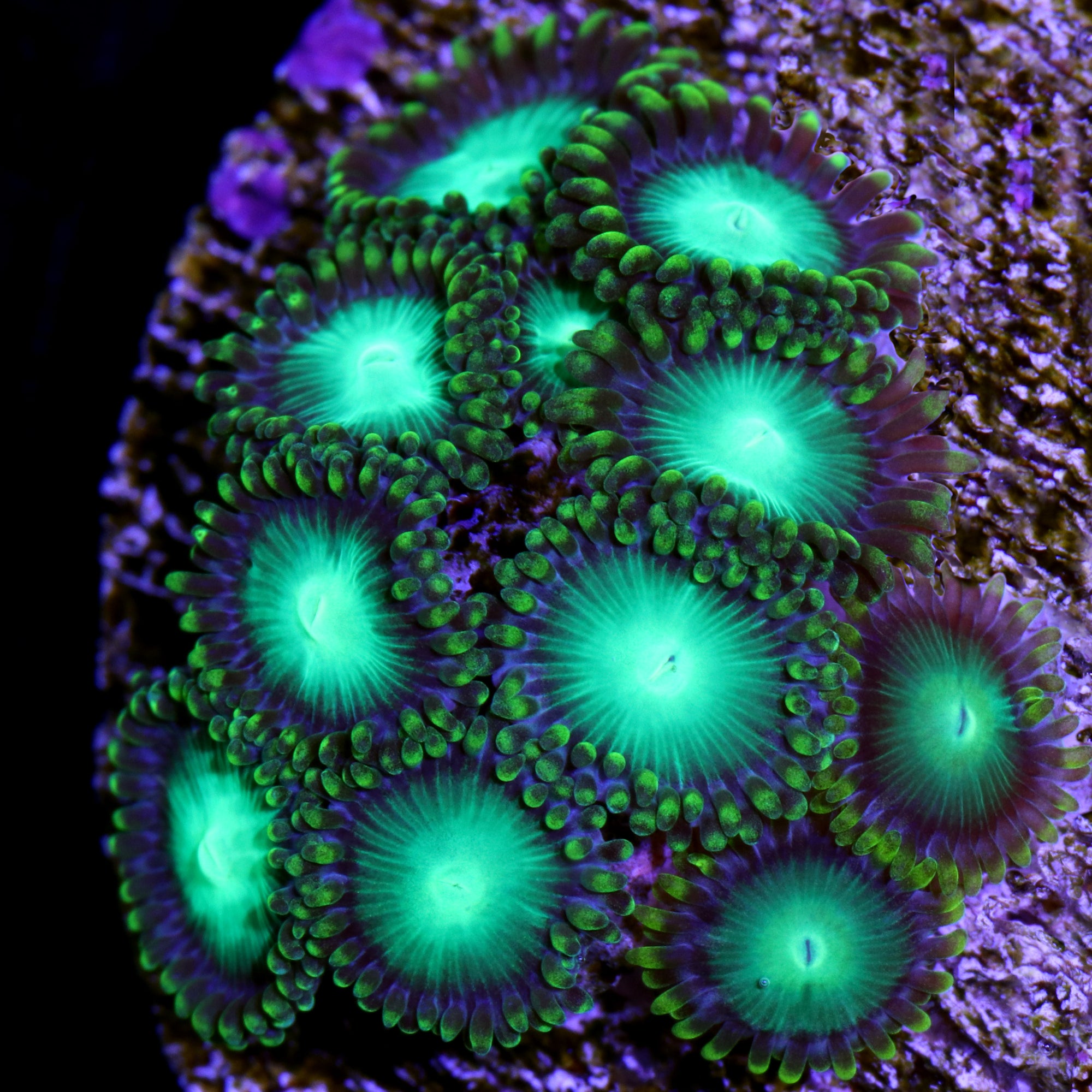Radioactive Zoanthids