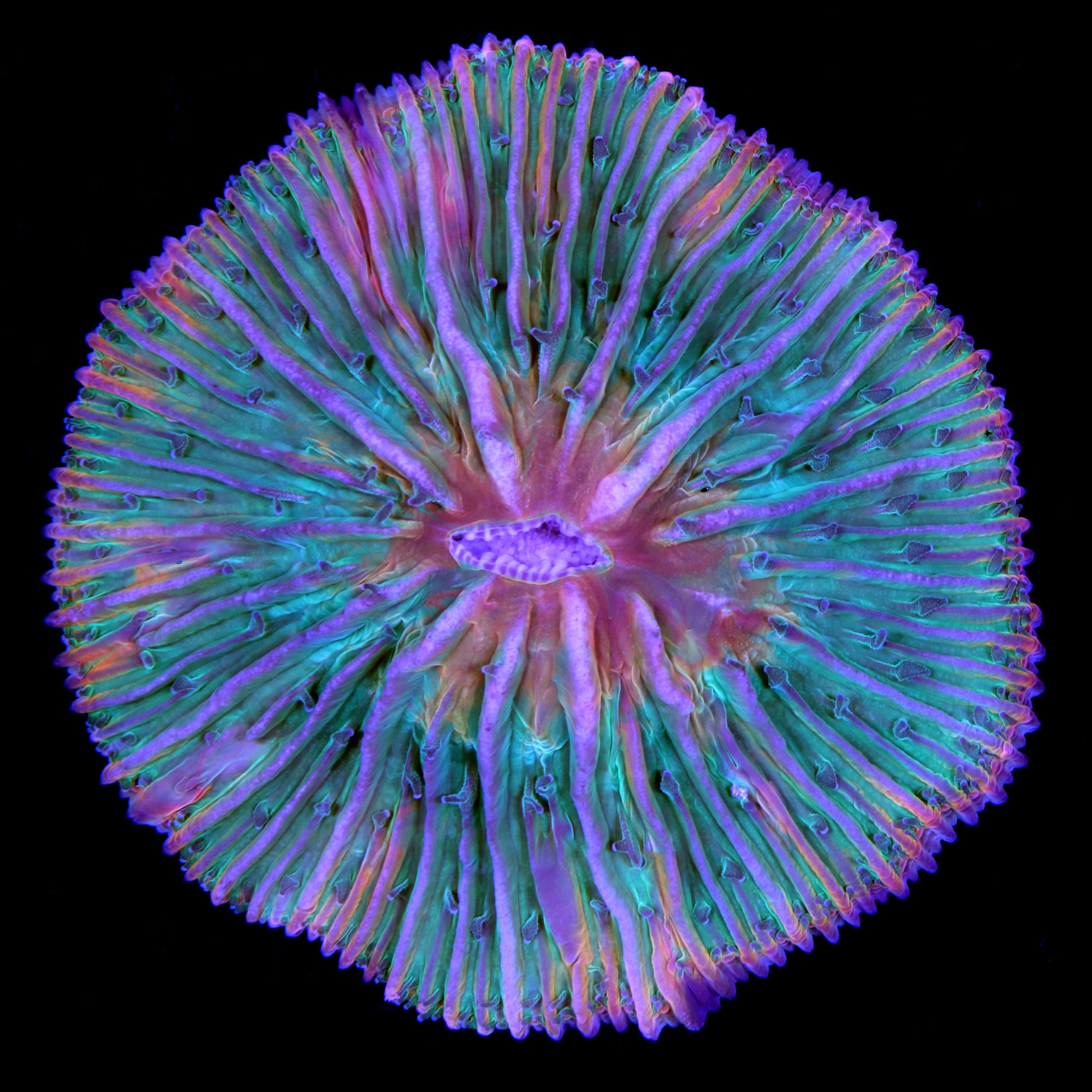 Ultra Rainbow Fungia Plate Coral