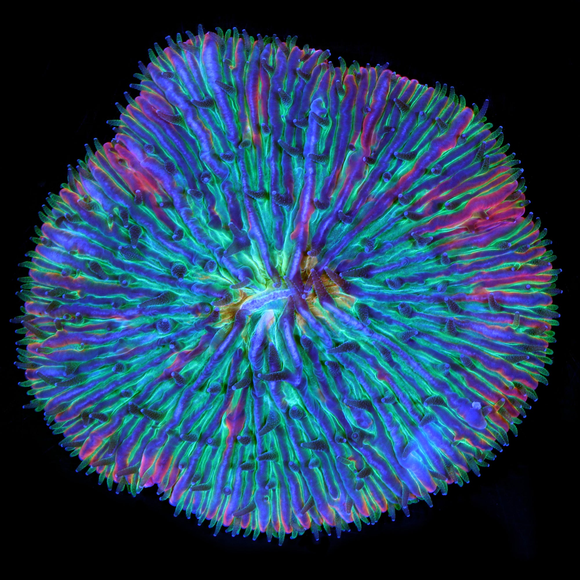 Ultra Rainbow Fungia Plate Coral