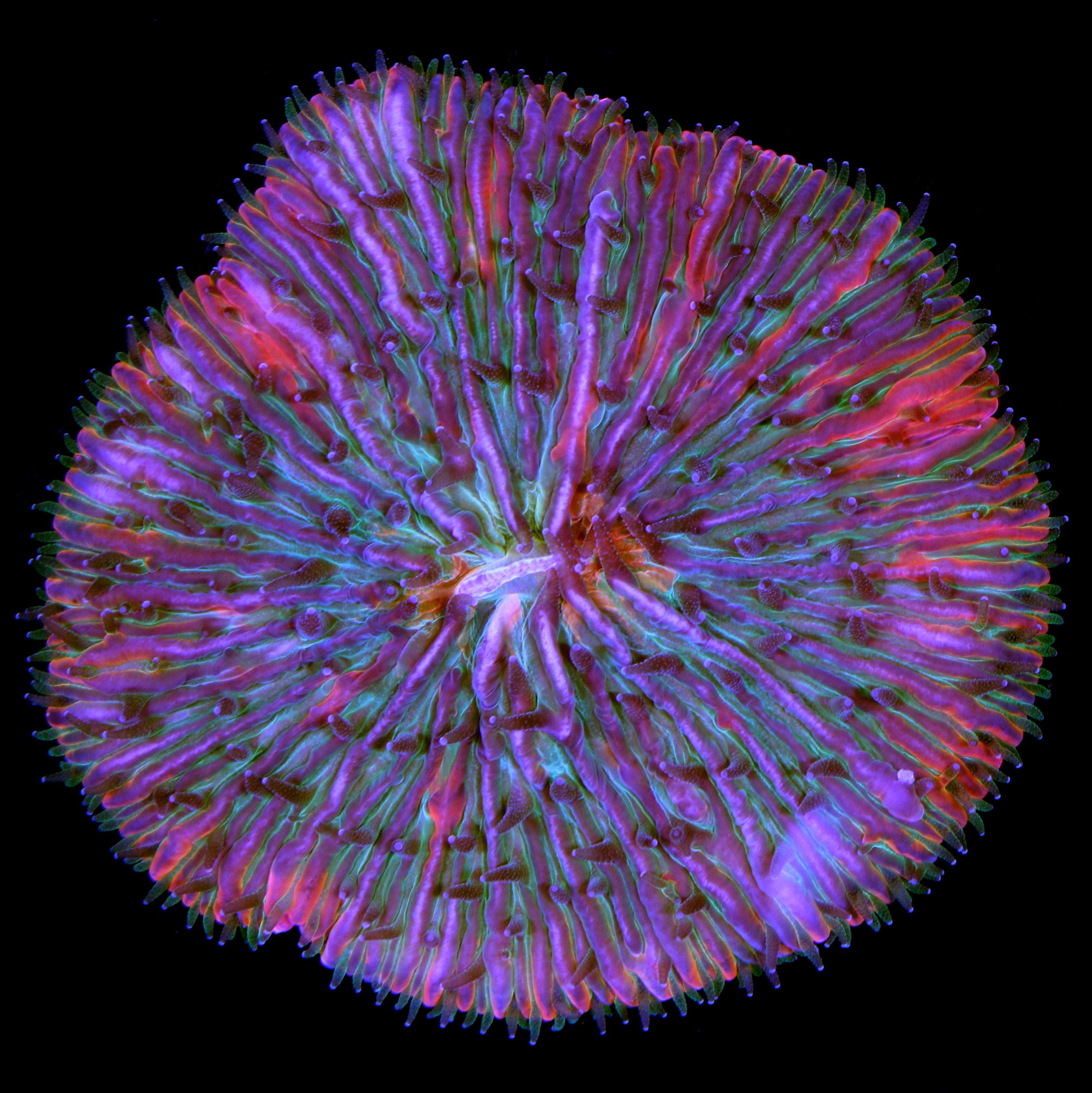 Ultra Rainbow Fungia Plate Coral
