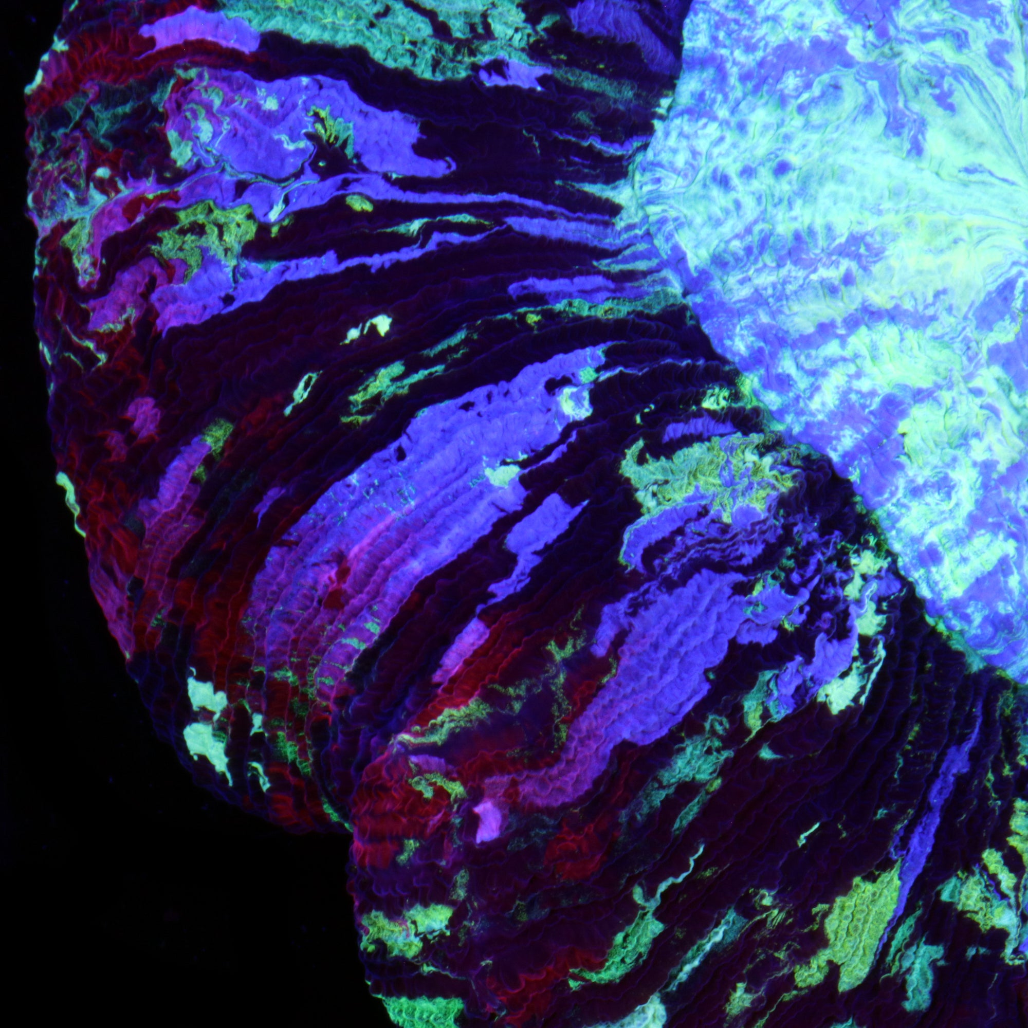 Master Rainbow Trachyphyllia Coral