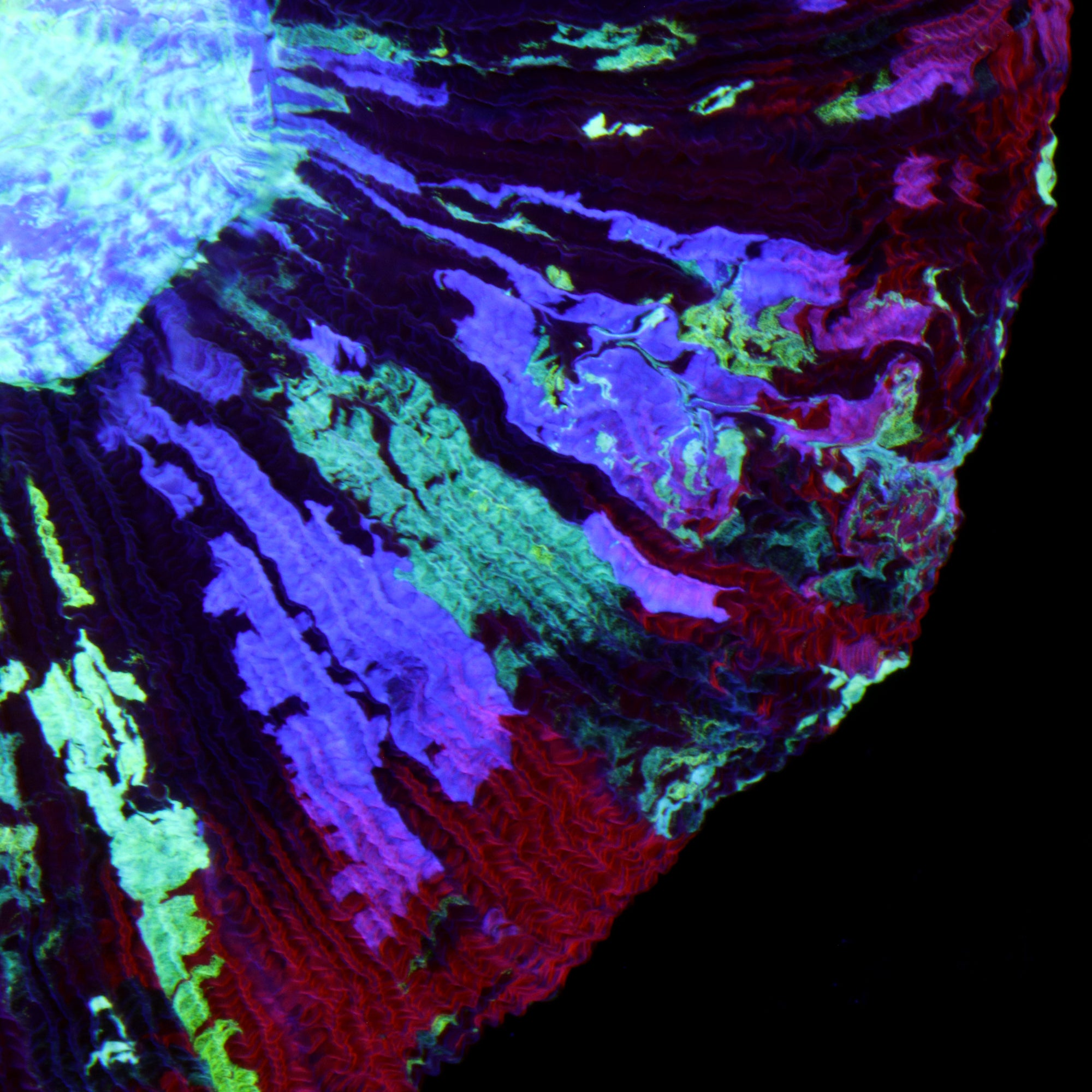 Master Rainbow Trachyphyllia Coral